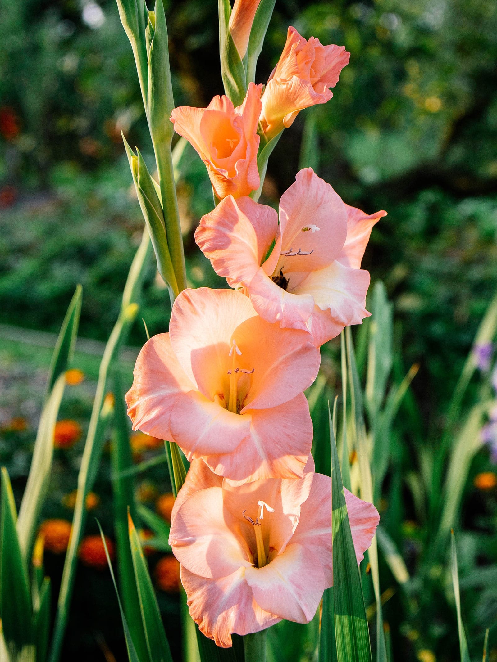 Edible peach gladiolus
