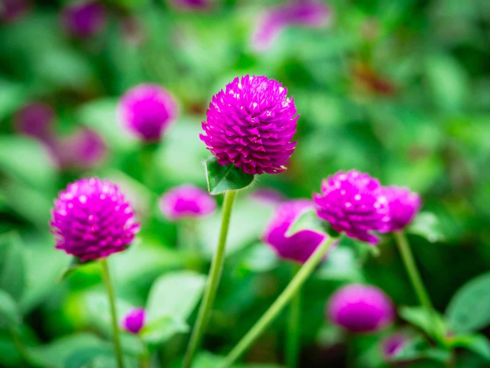 Edible globe amaranth flowers