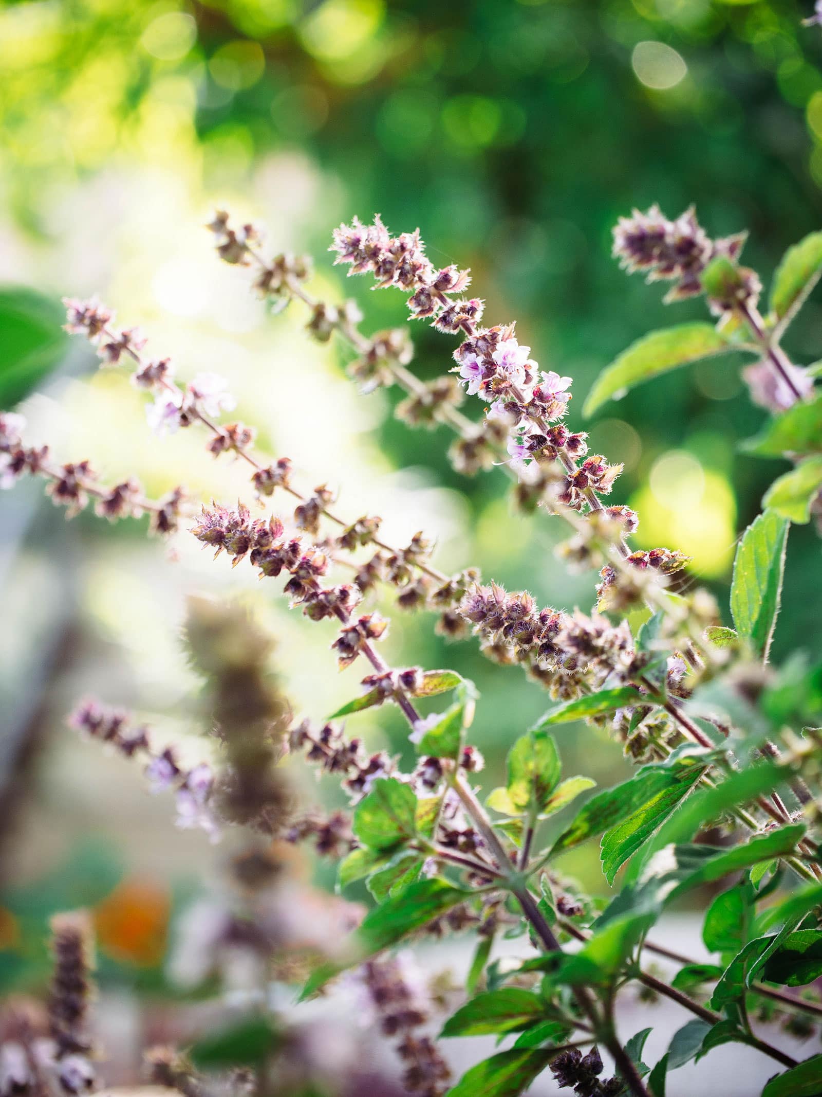 Edible basil flowers