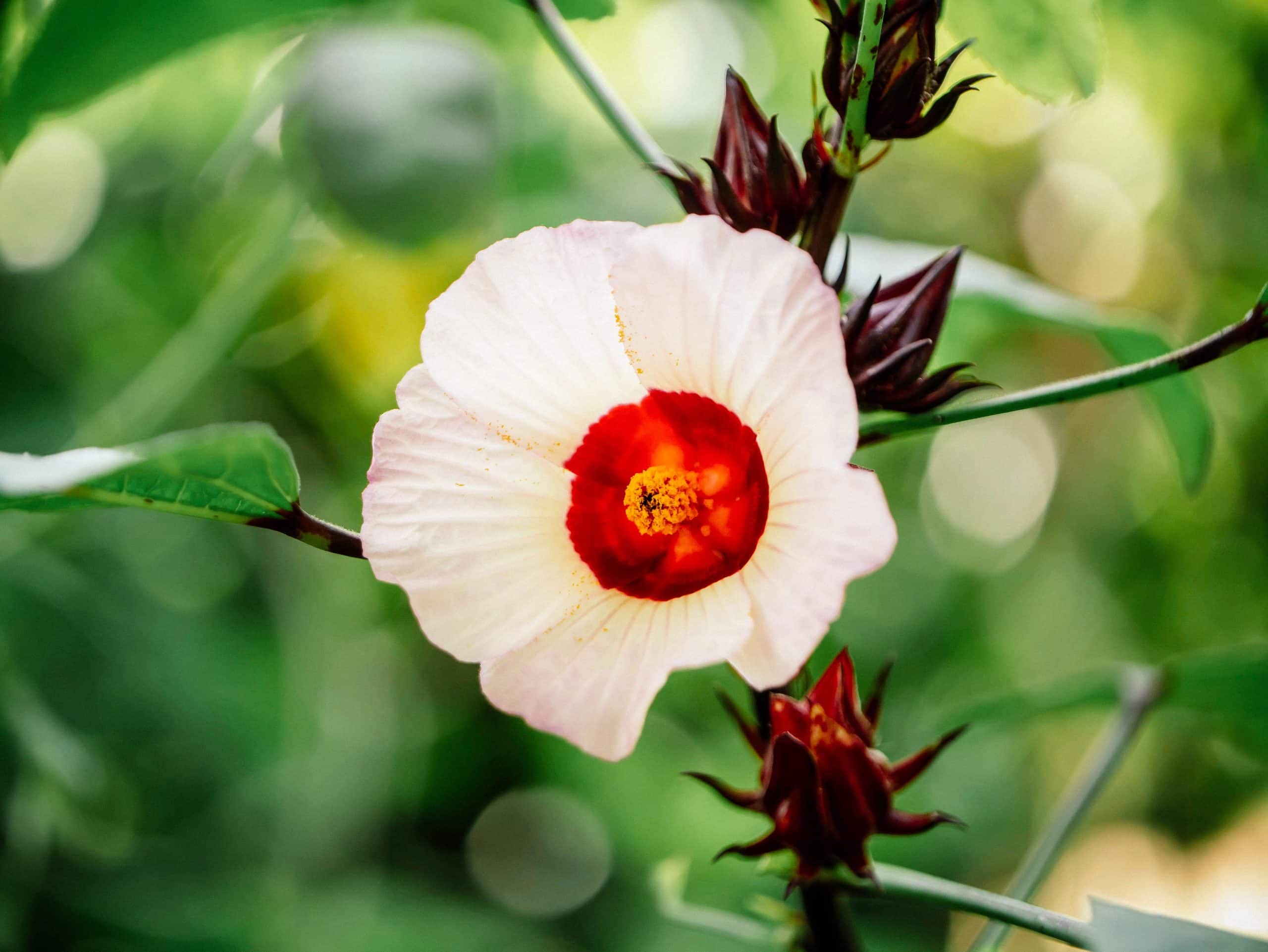 Edible hibiscus flower