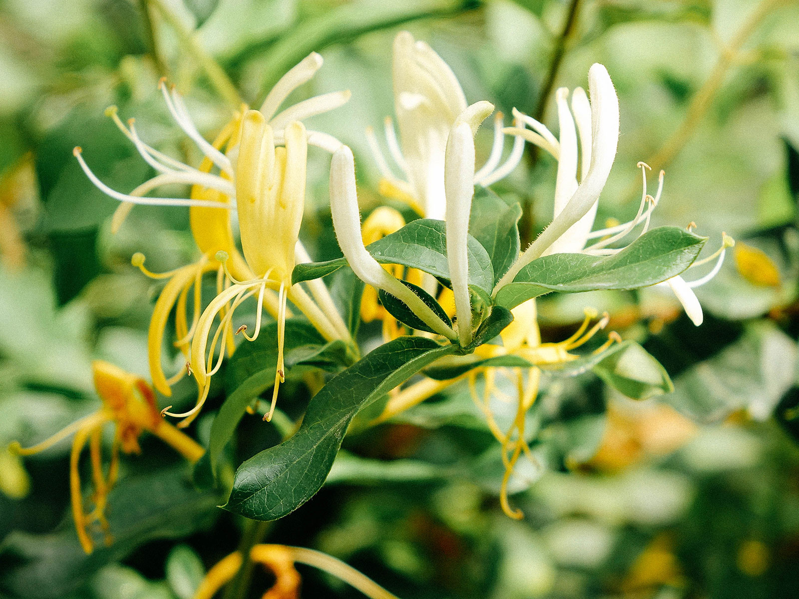 Edible honeysuckle flowers