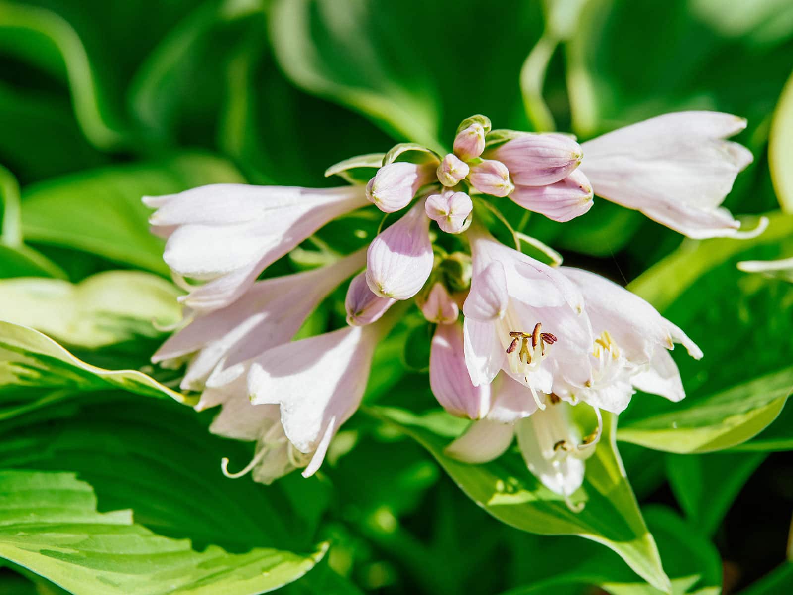 Edible hosta flowers