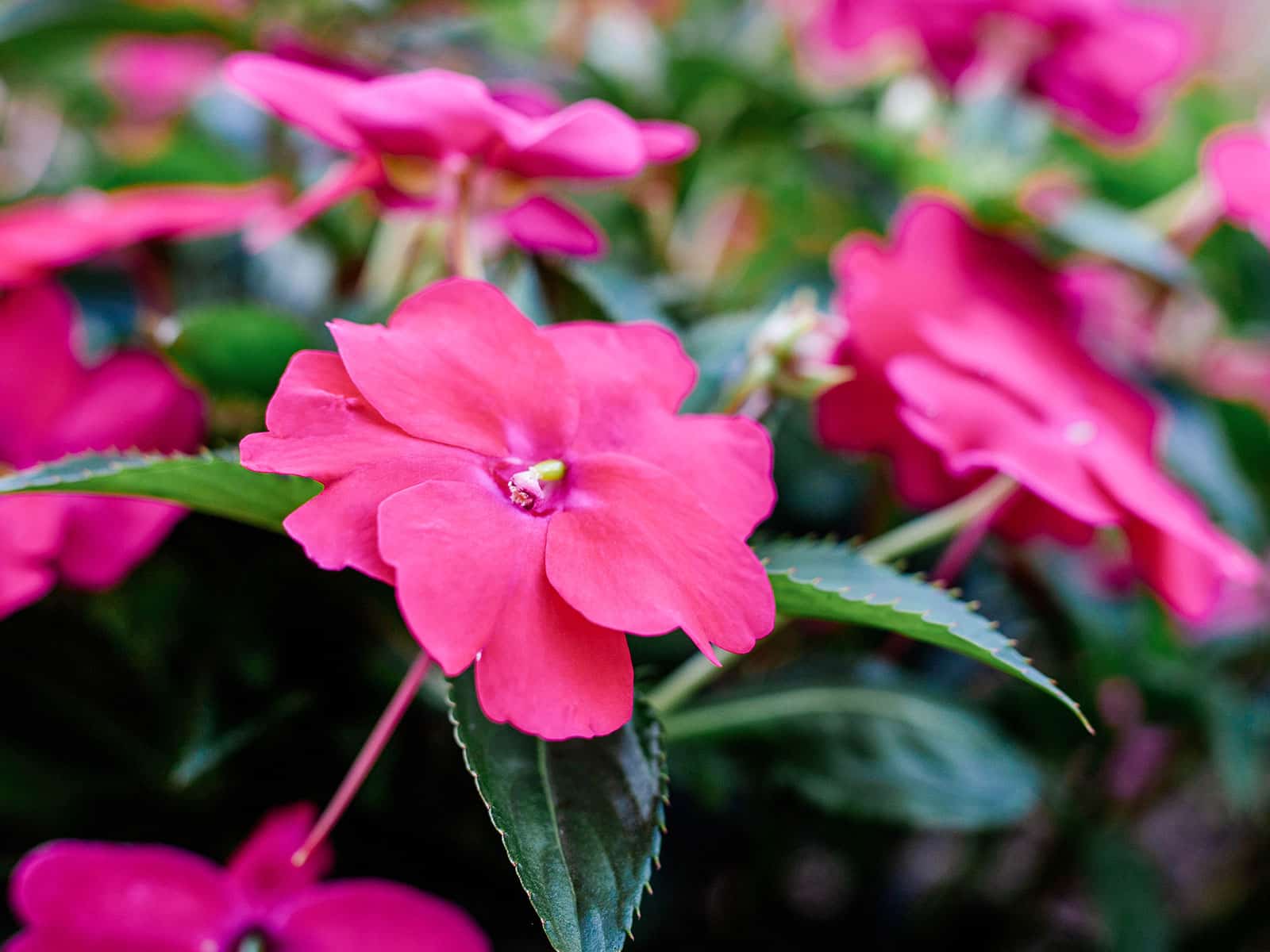 Edible pink impatiens