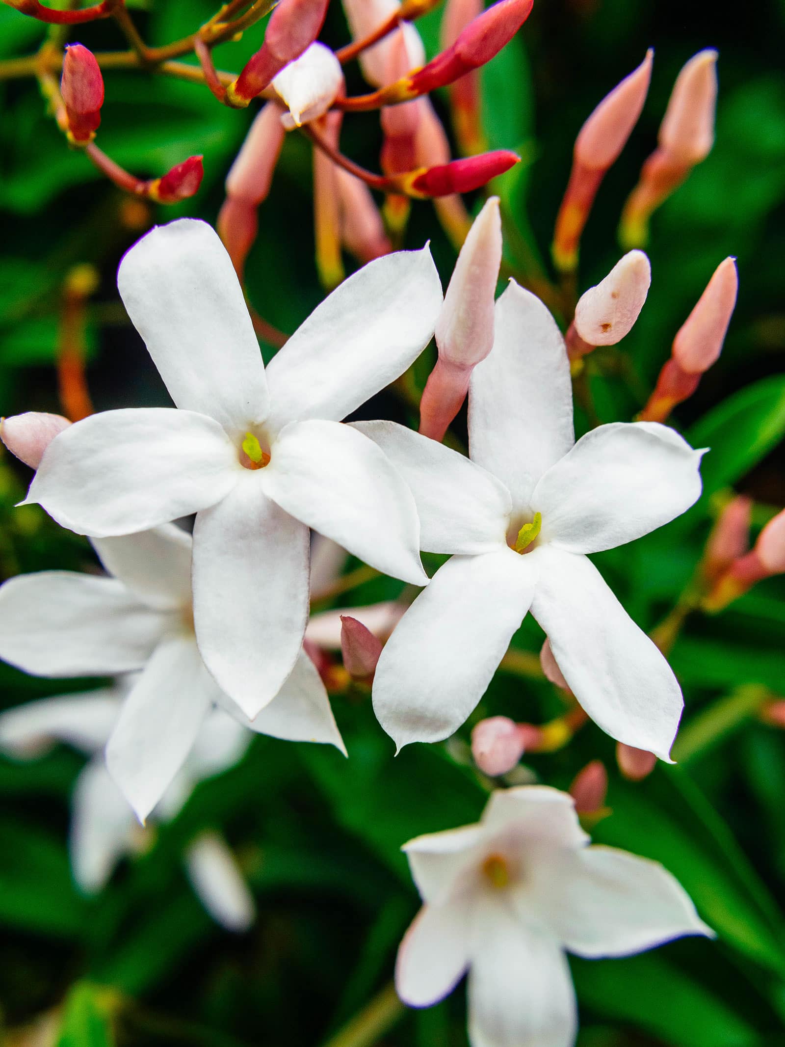 Edible true jasmine