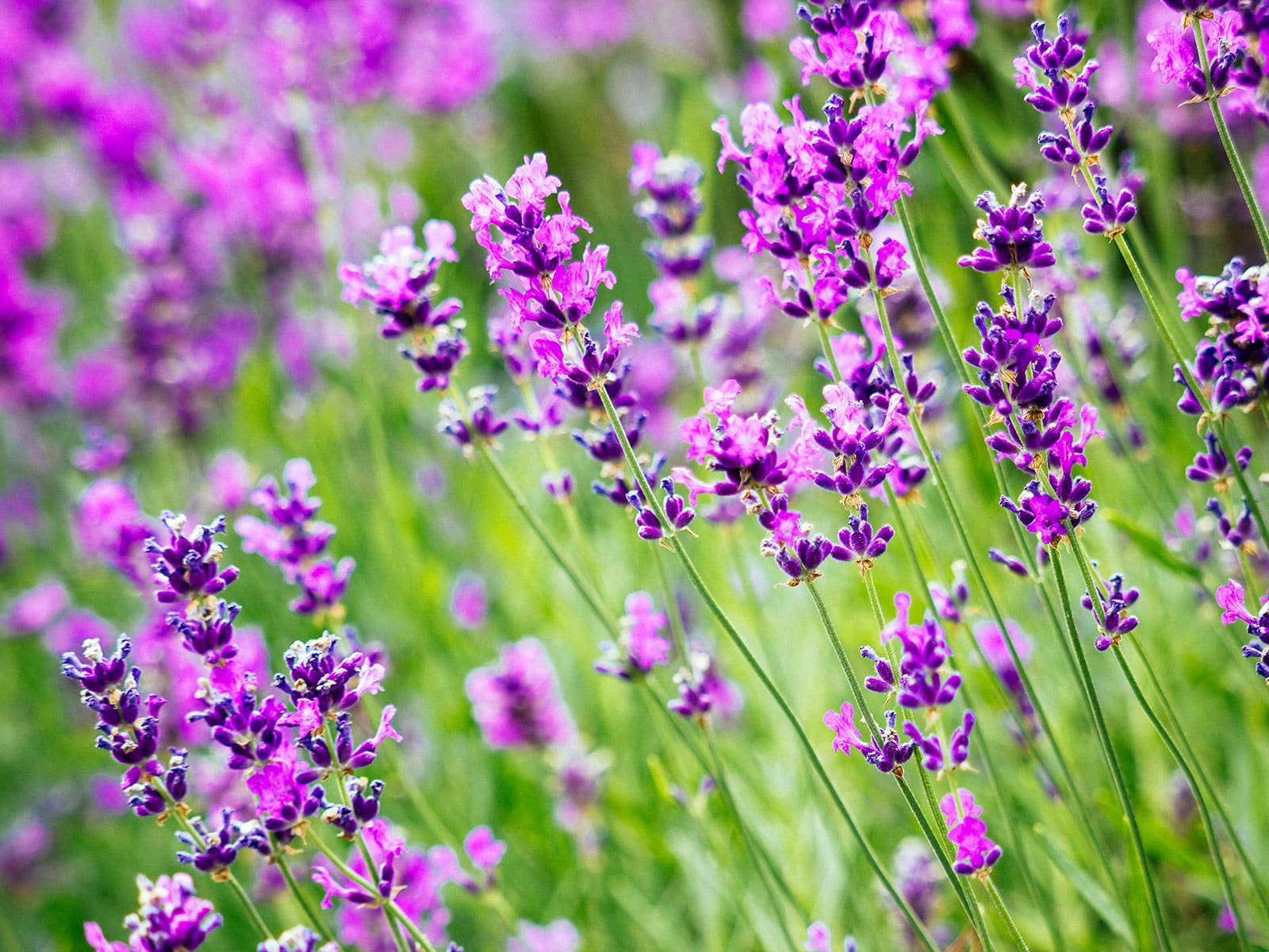 Edible lavender blooms
