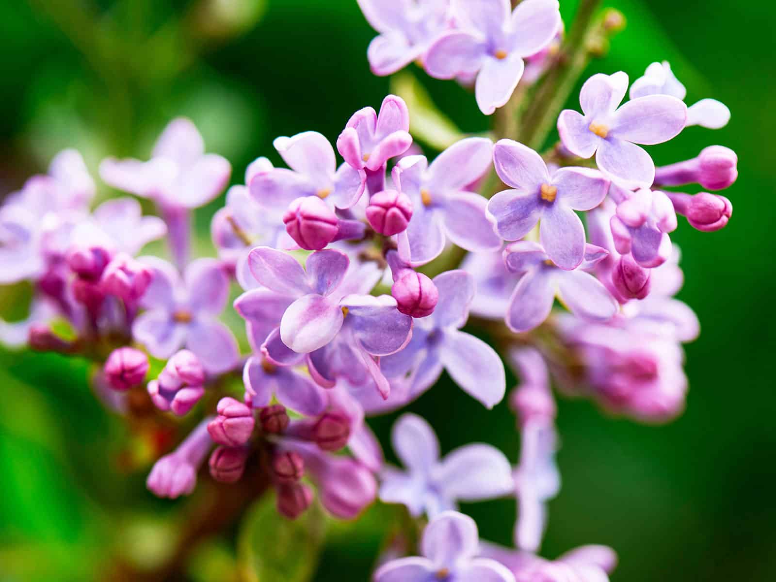Edible lilac flowers