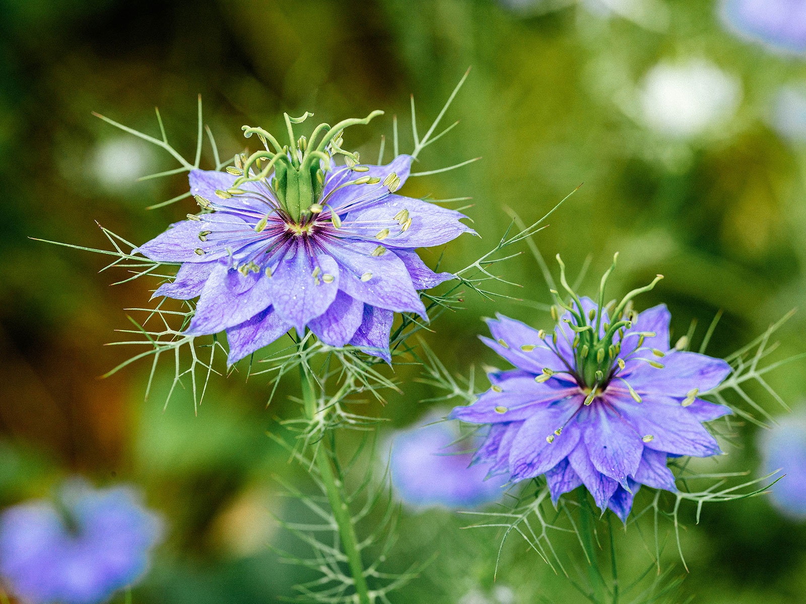 Edible love-in-a-mist flowers