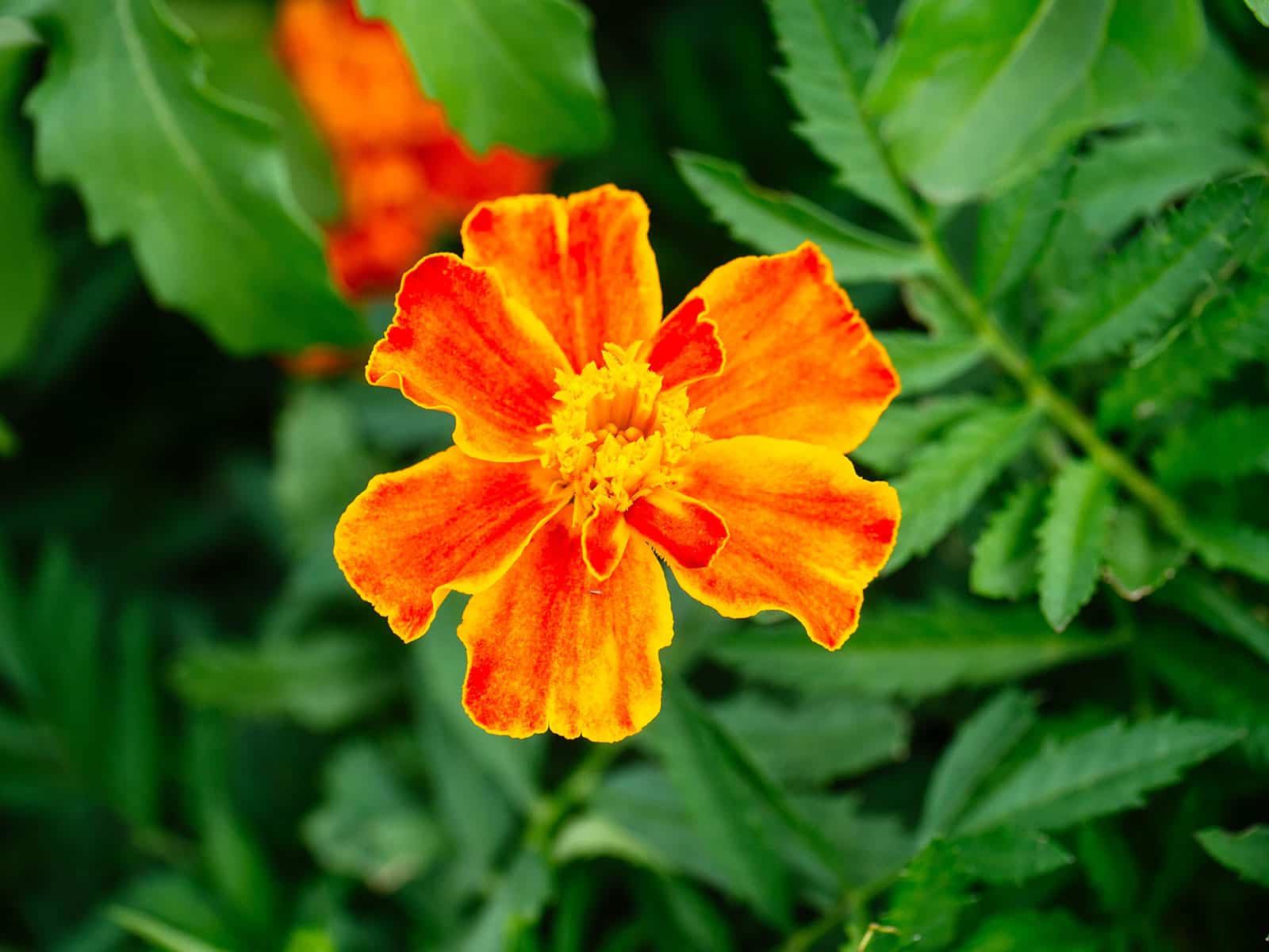 Edible signet marigold flower