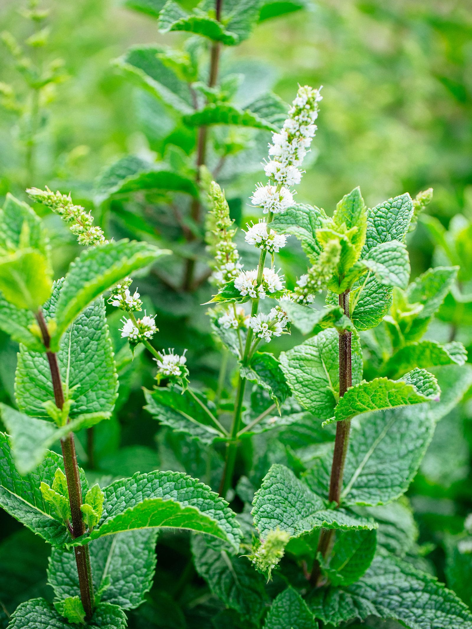 Edible mint flowers