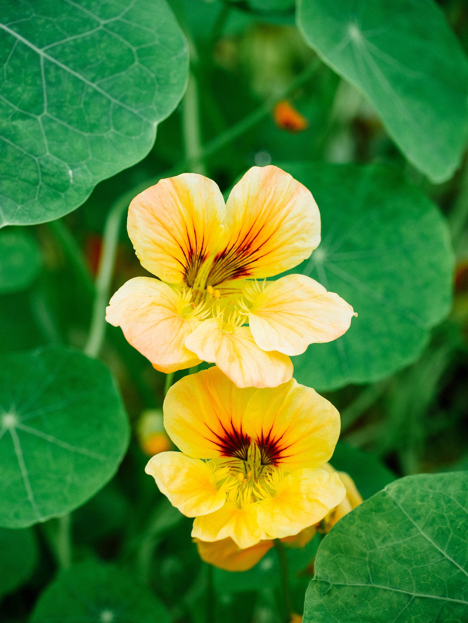 Edible peach nasturtium flowers