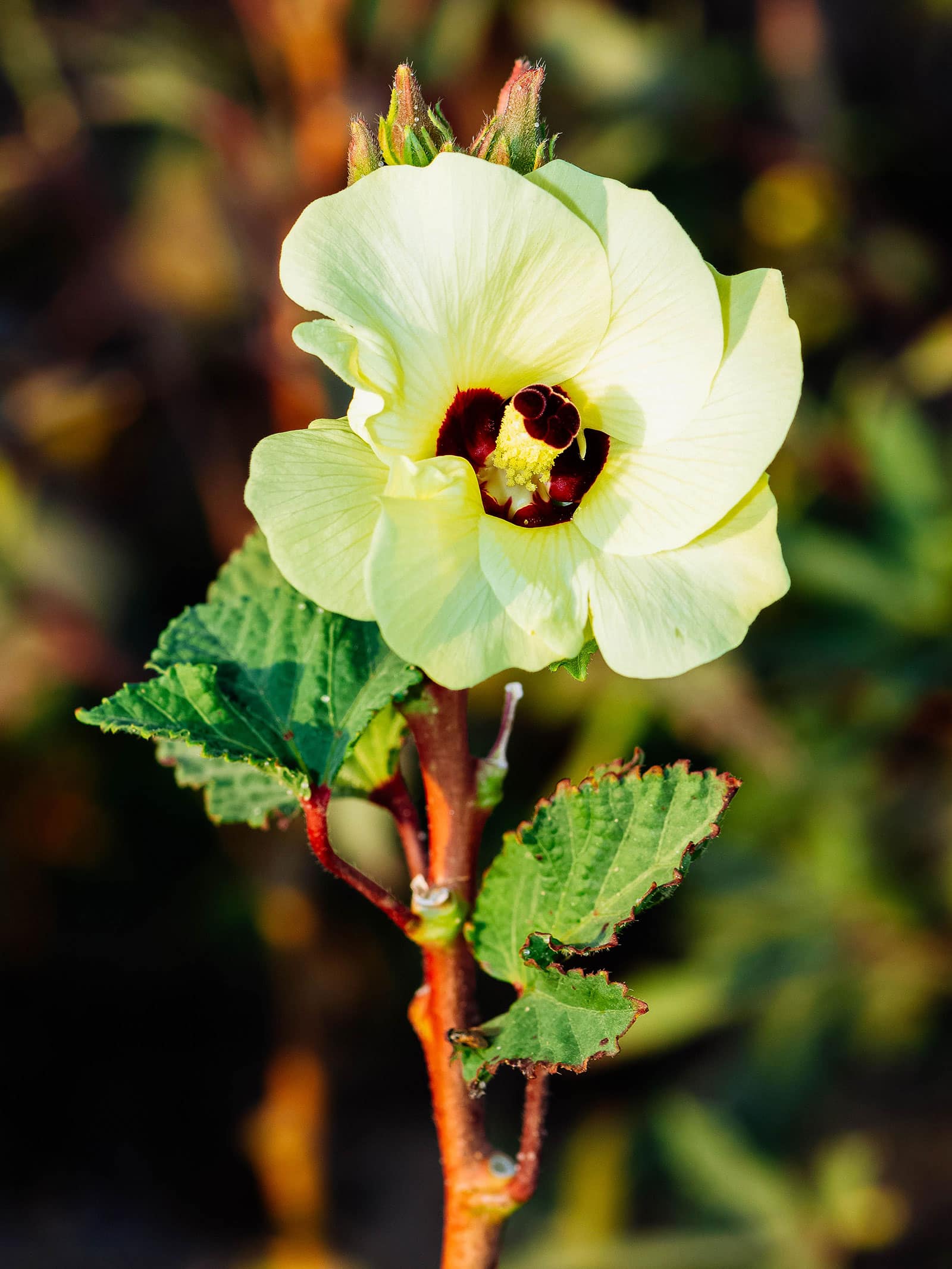 Edible okra flower