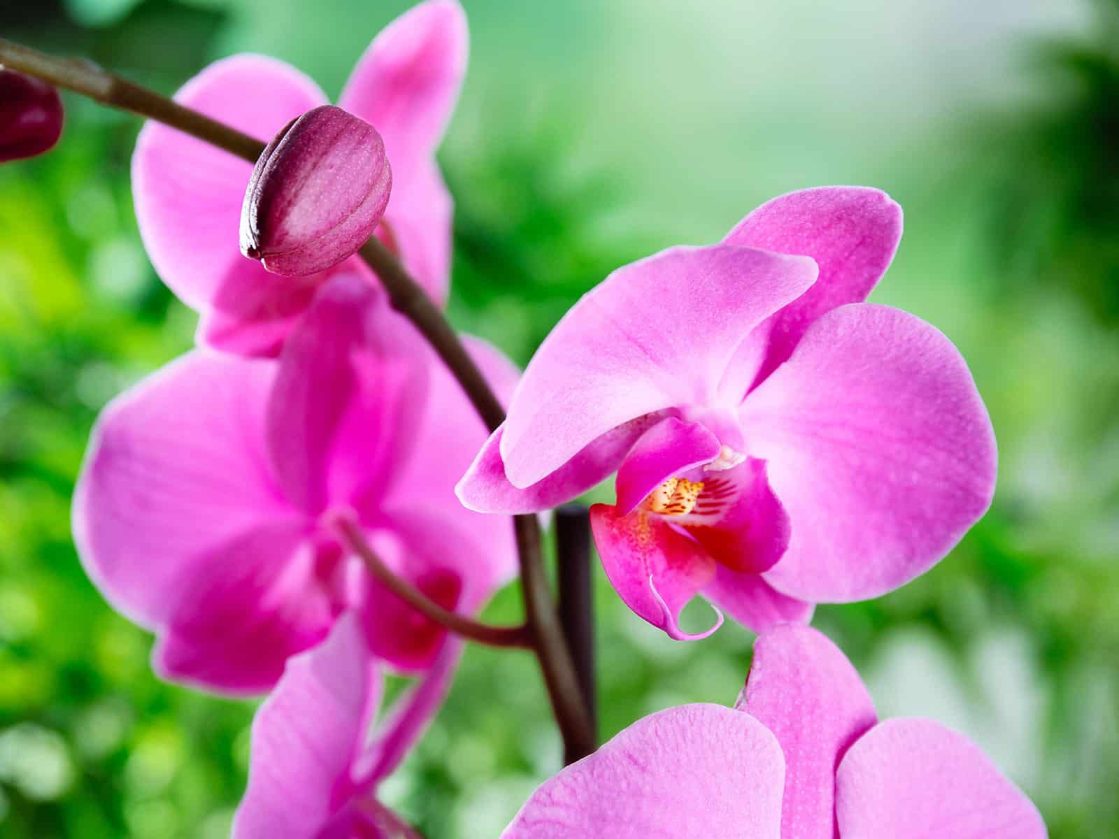 Edible purple orchid blooms