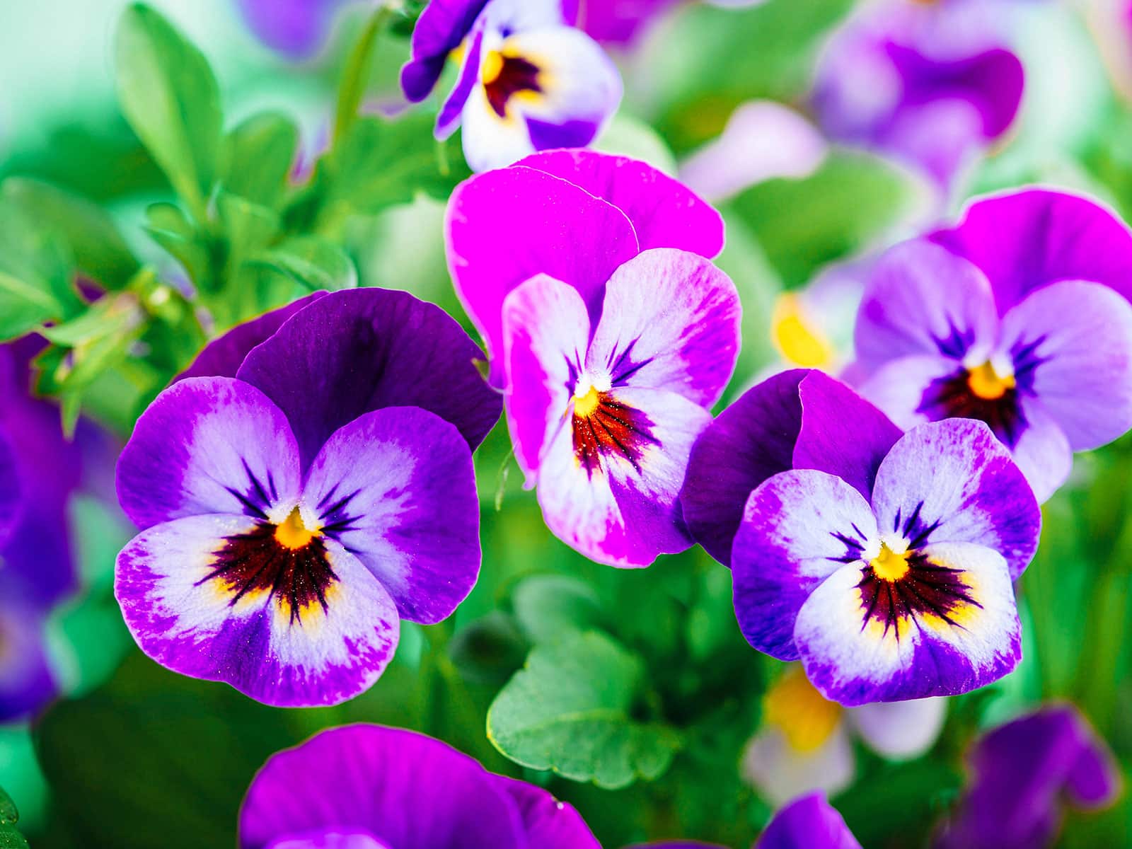 Edible purple pansies