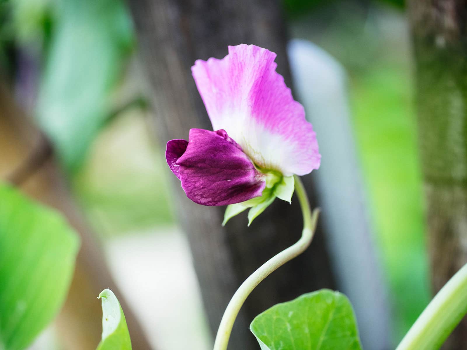 Edible pink pea flower