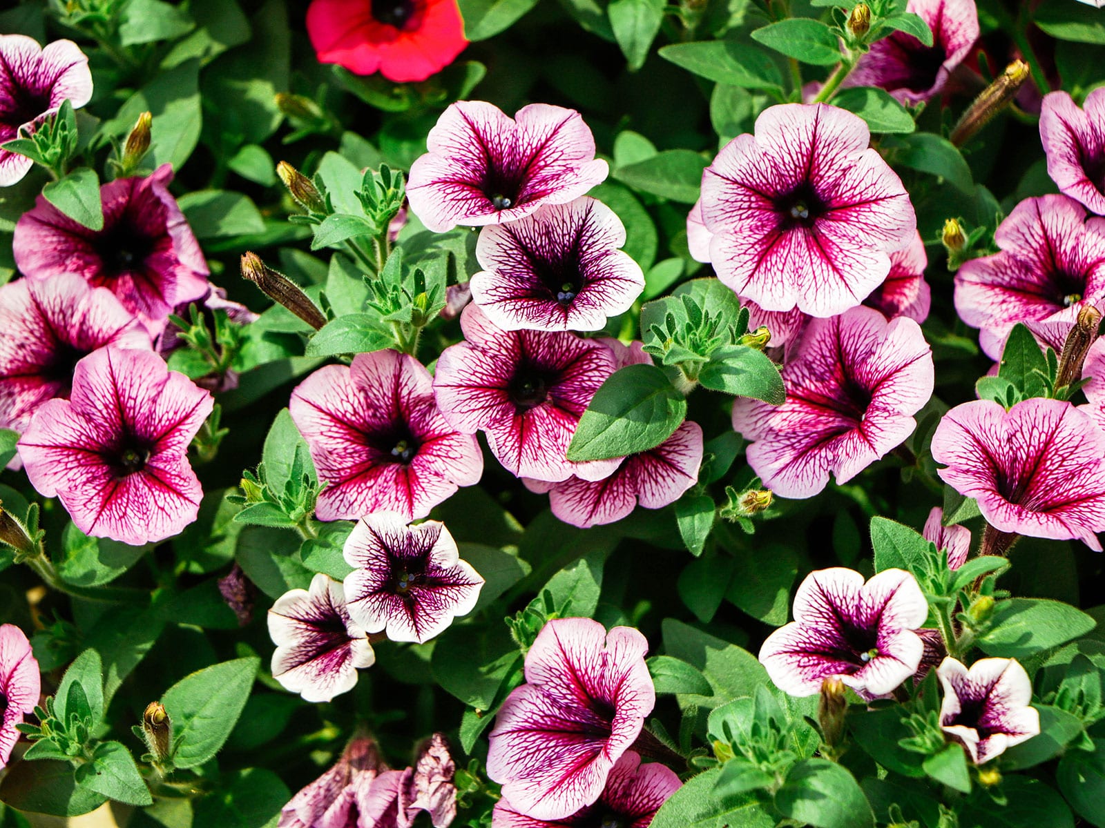 Edible white and pink petunia flowers