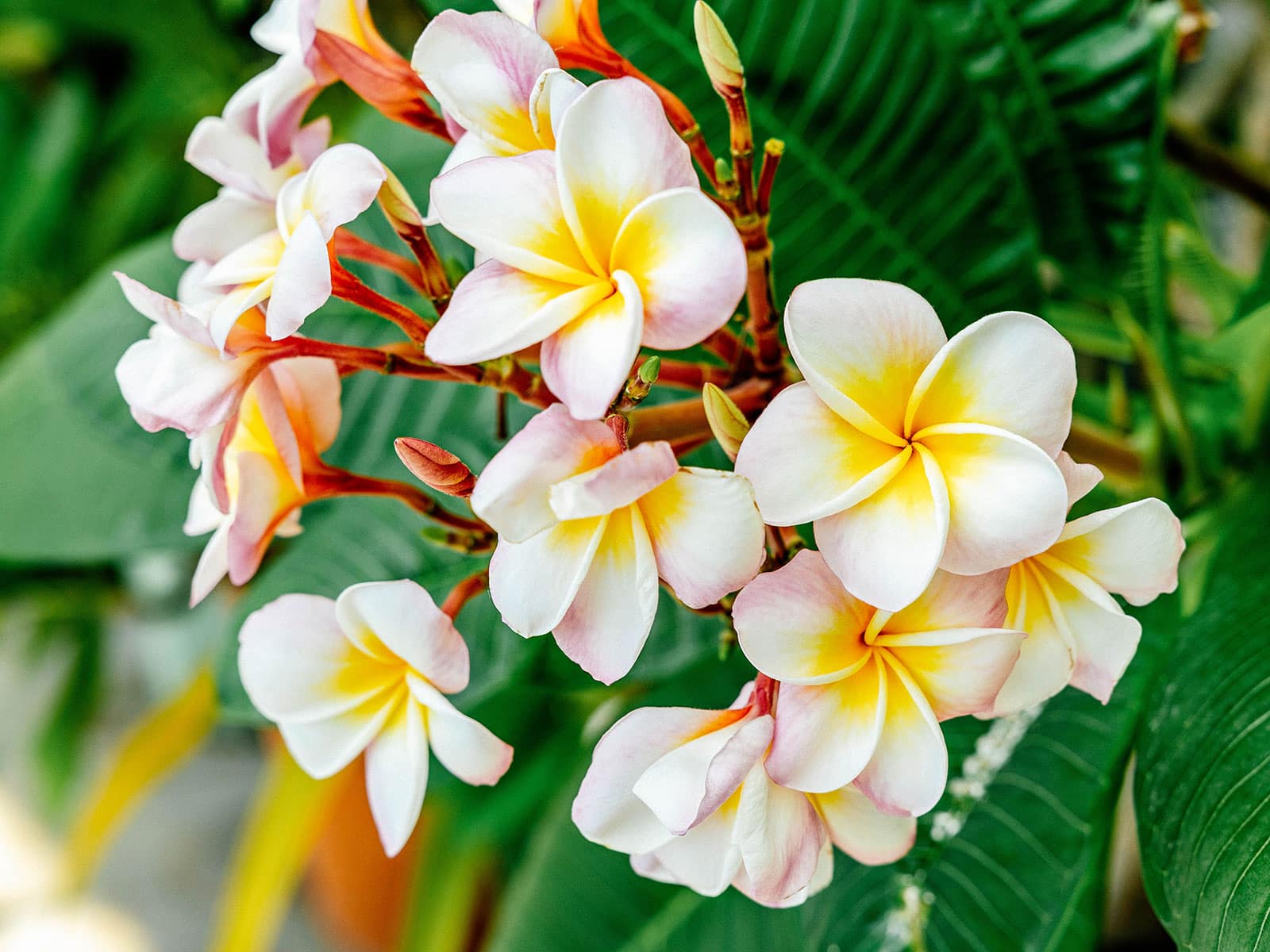 Edible plumeria flowers