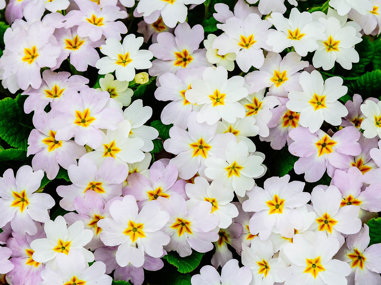 Edible primrose flowers