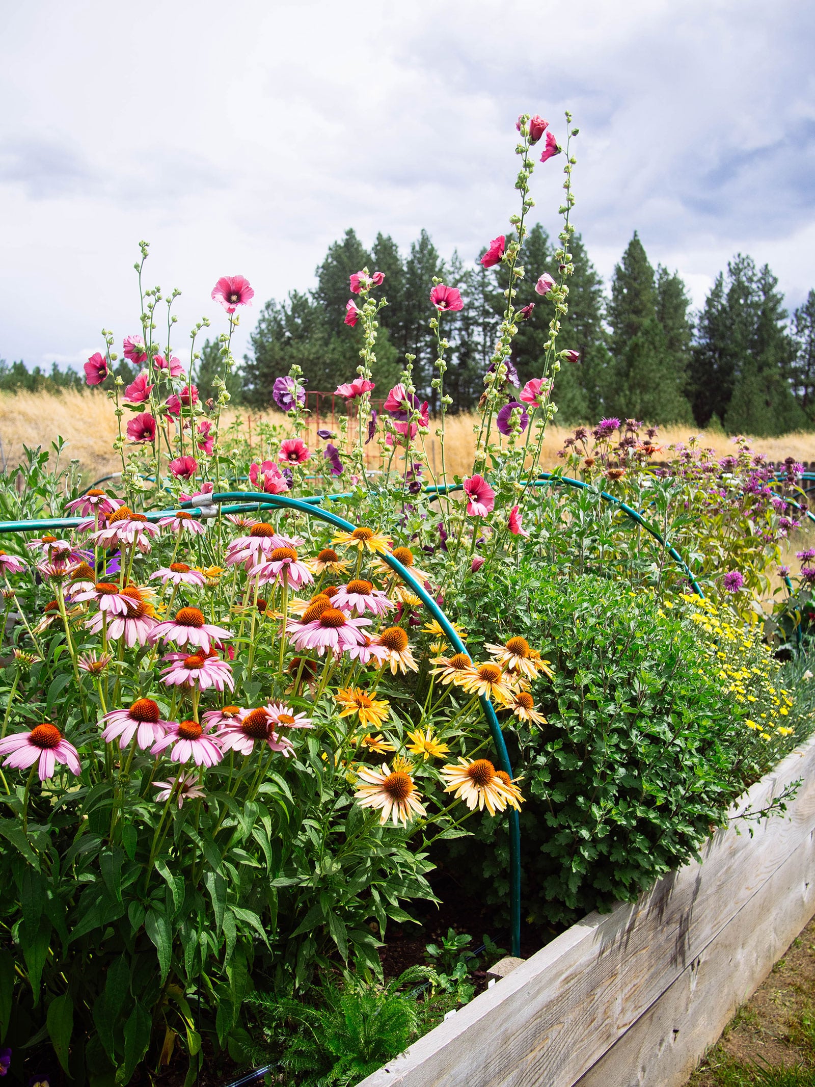Raised garden bed planted with edible flowers