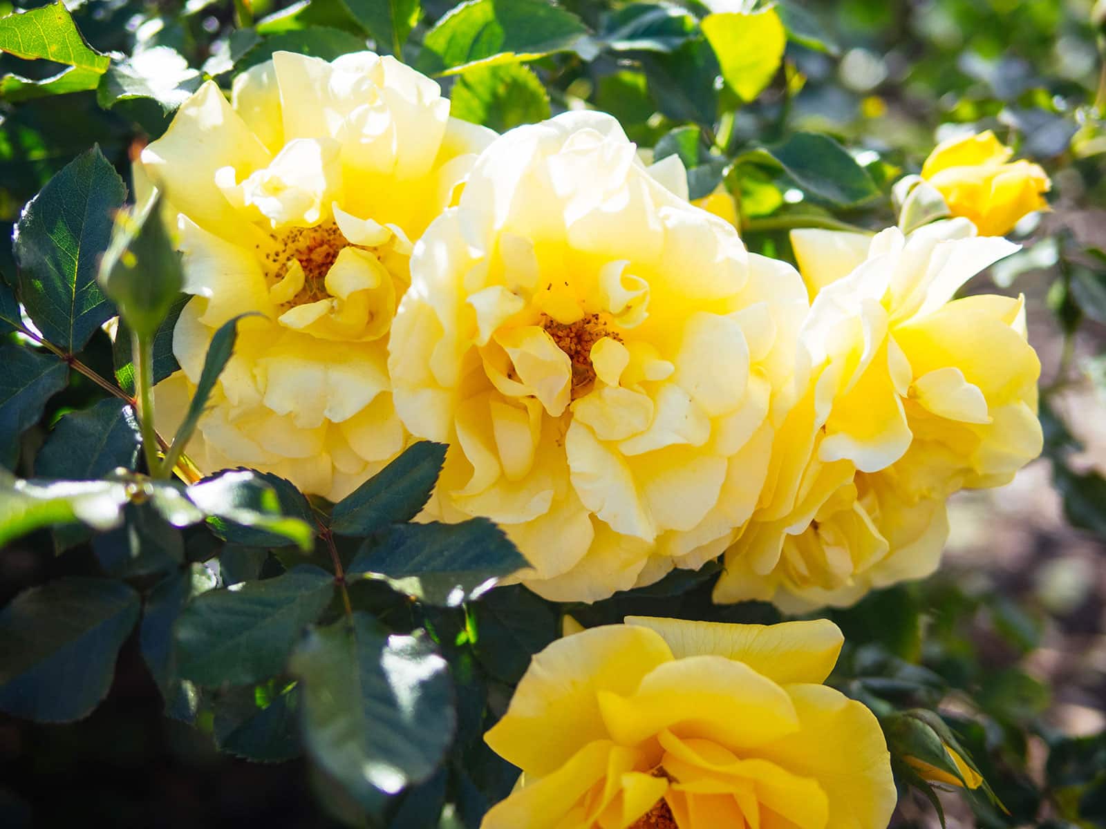 Edible yellow roses