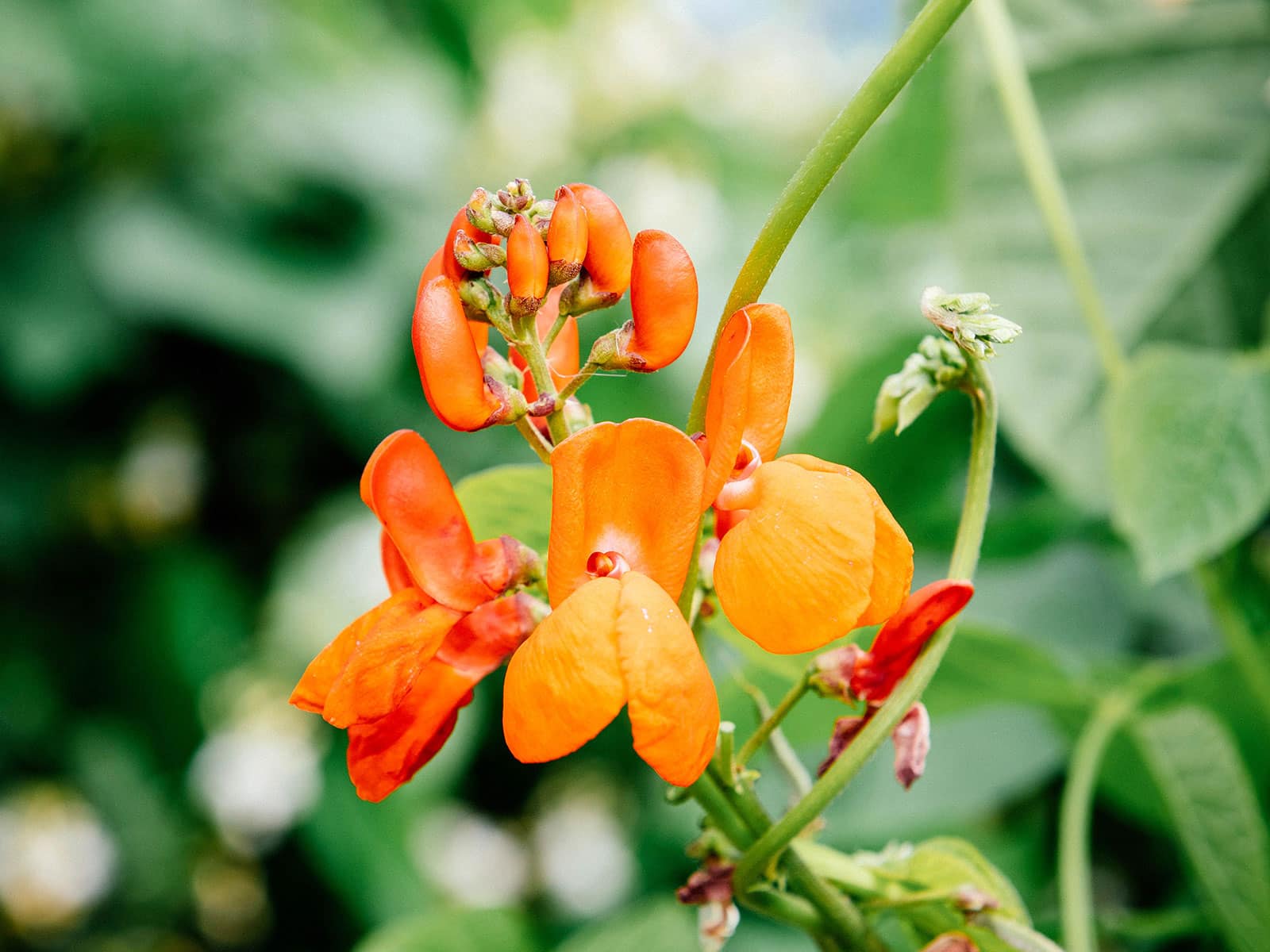 Edible runner bean flowers