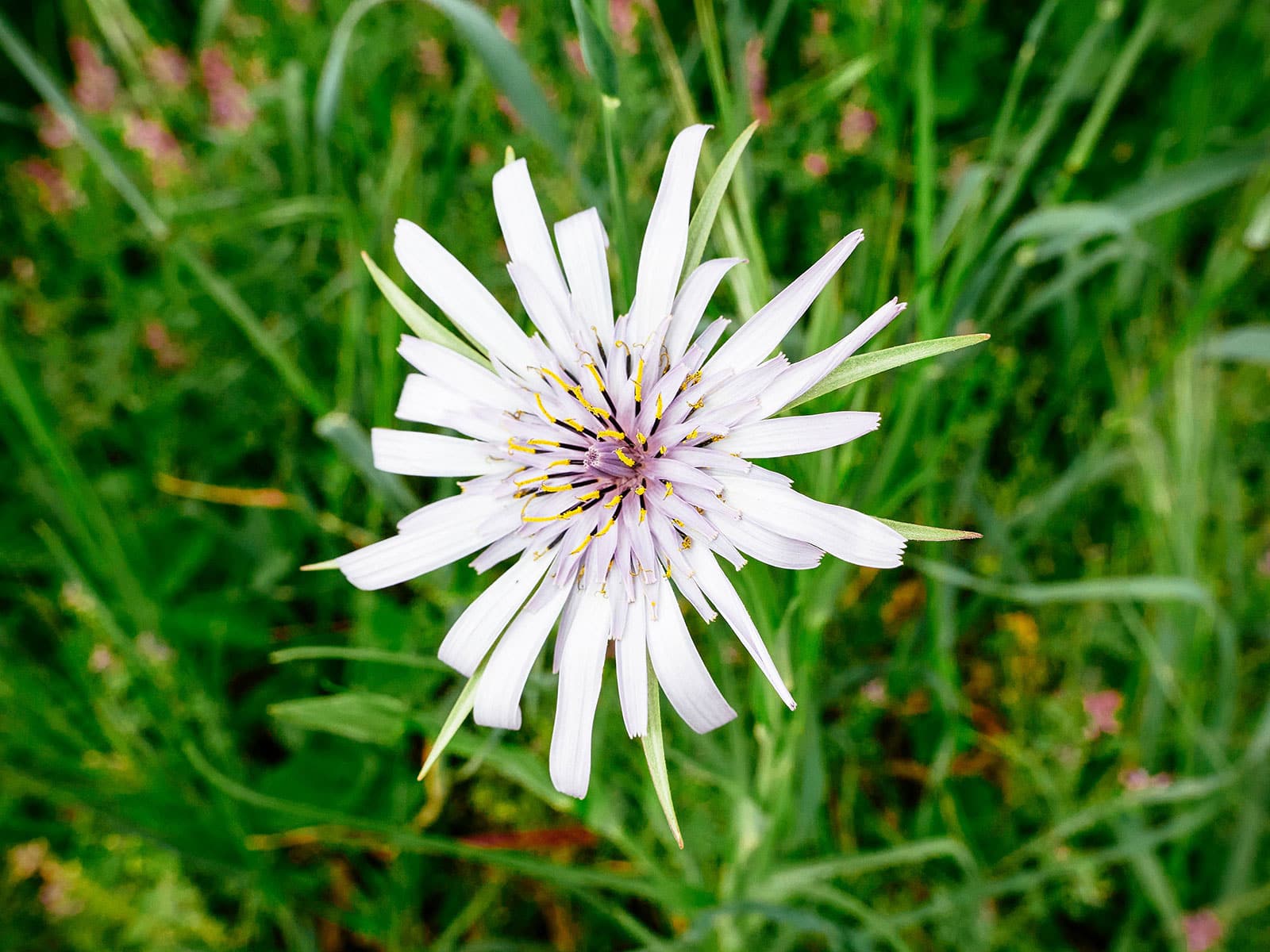 Edible white salsify flower