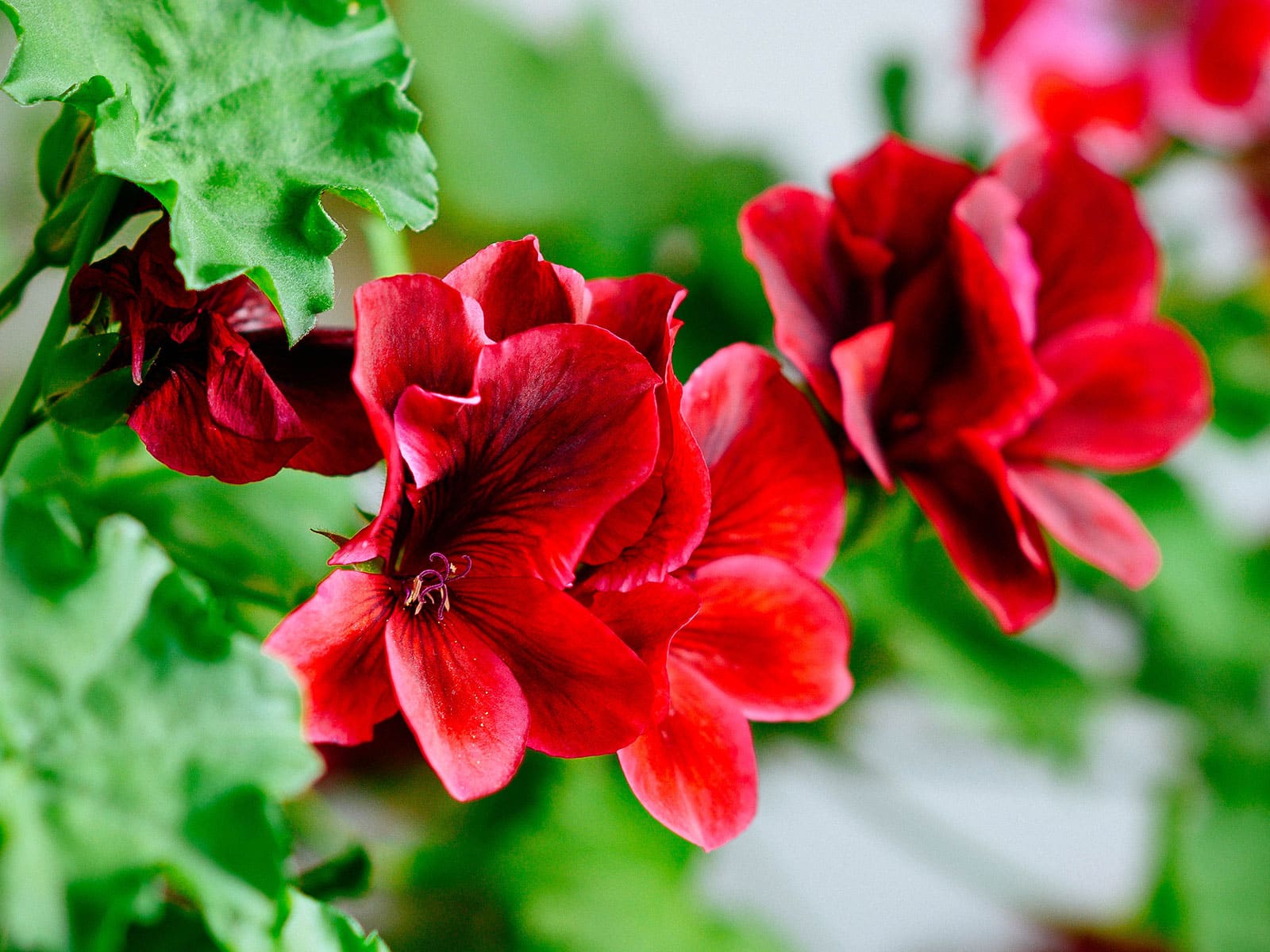 Edible red scented geranium flowers