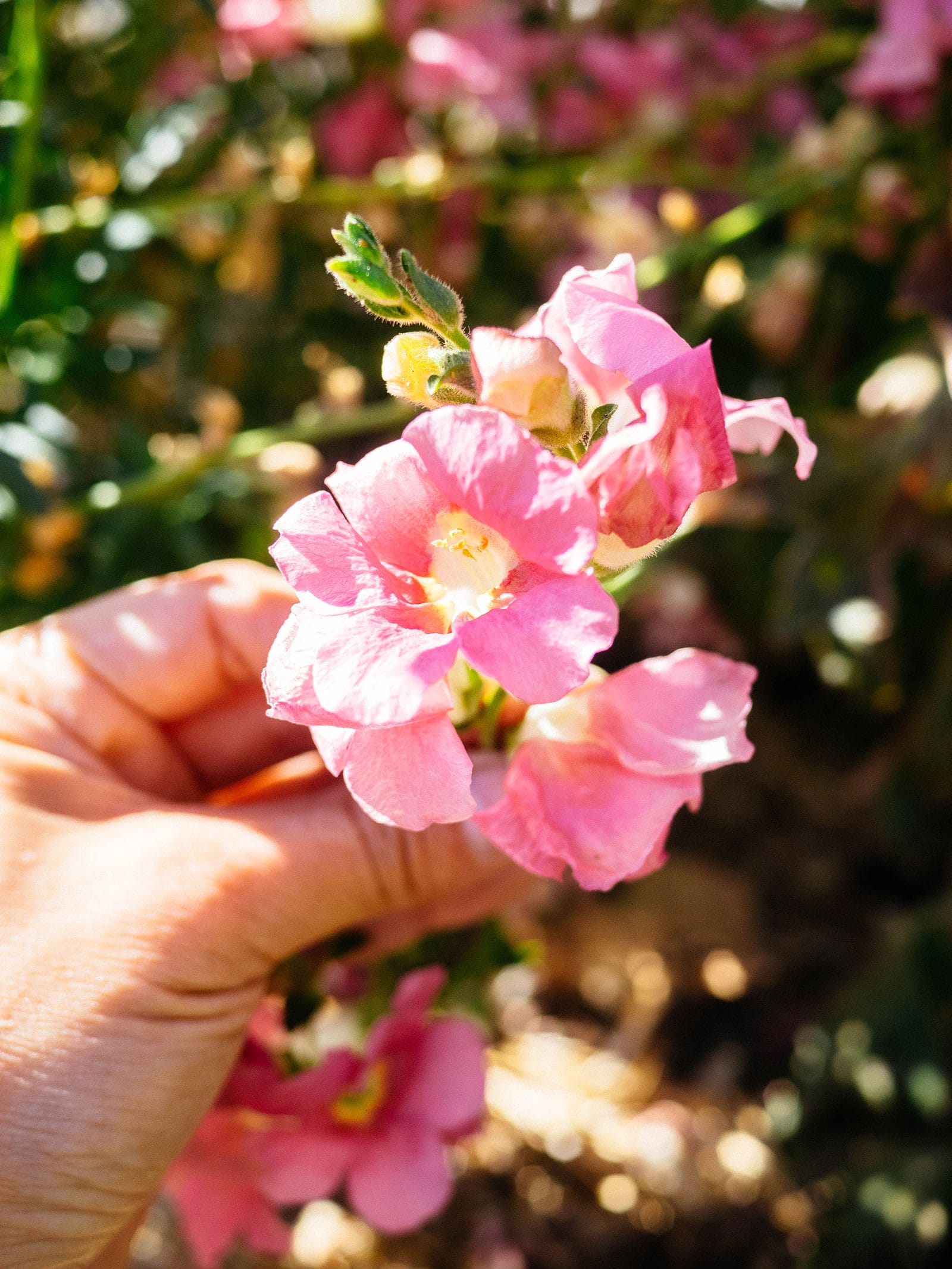 Edible pink snapdragons