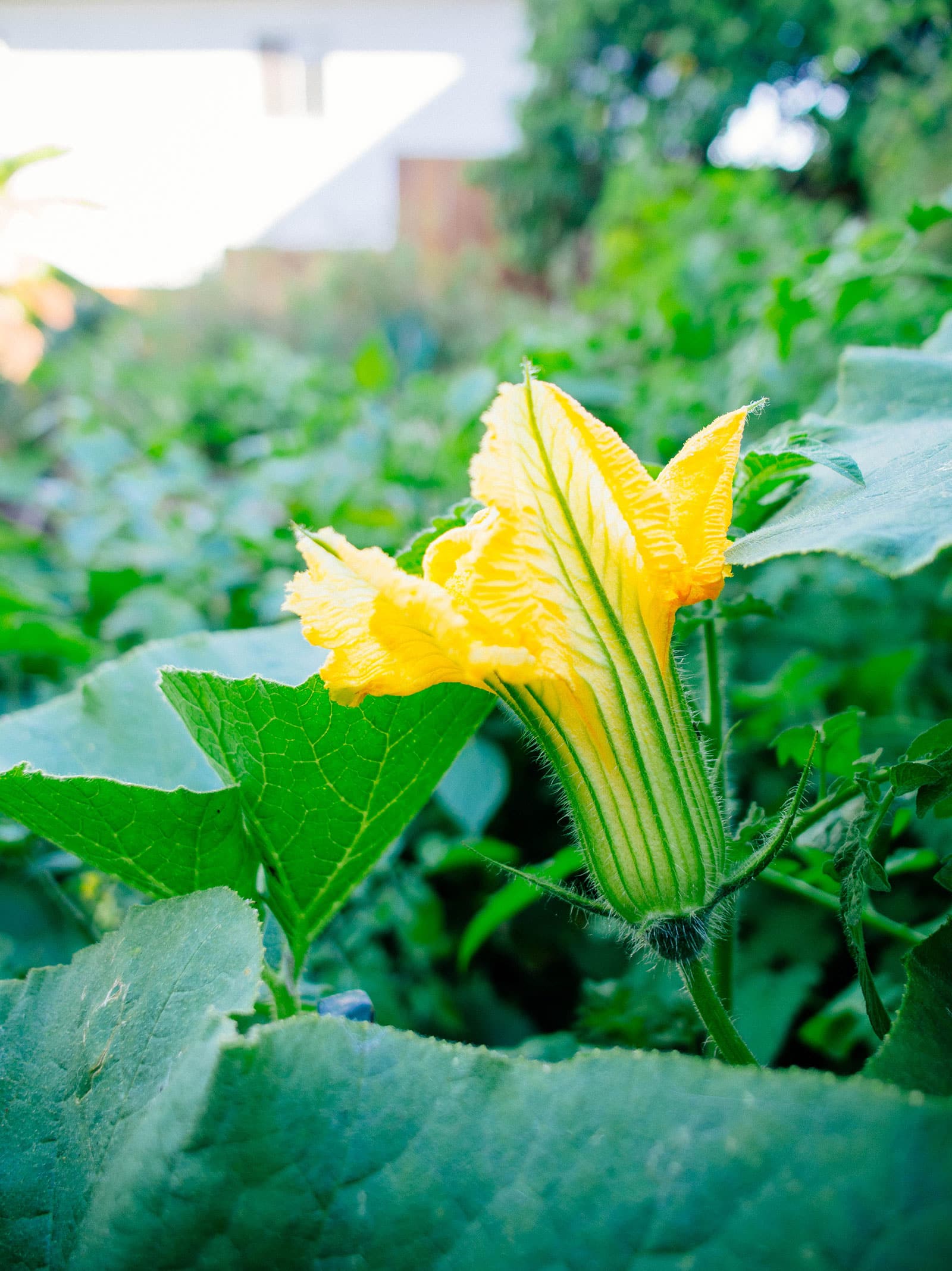 Edible male squash flower