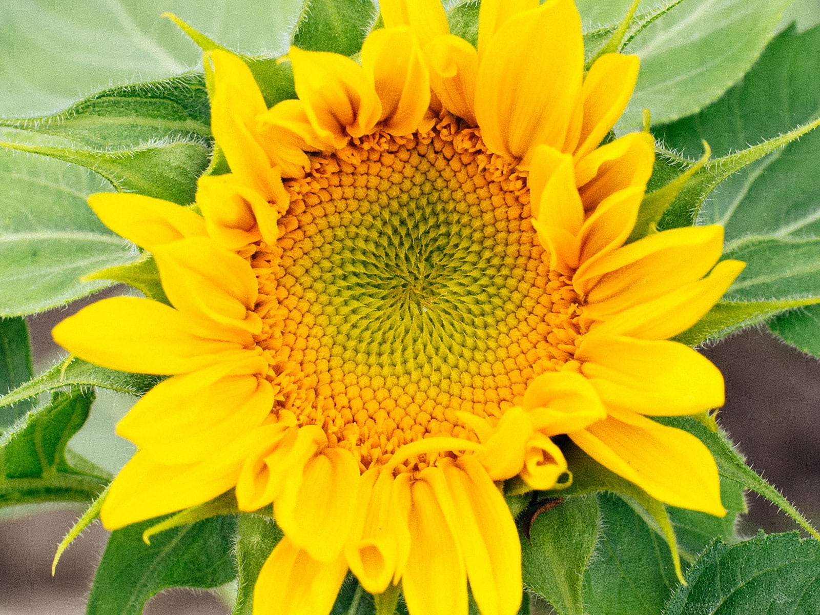 Edible yellow sunflower