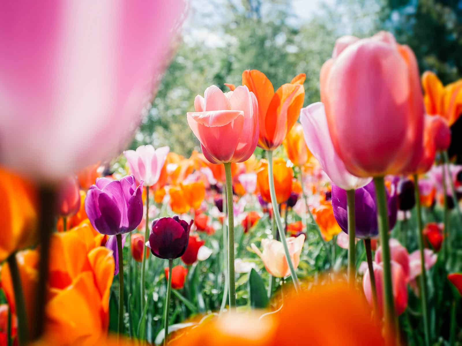 Edible garden tulips in shades of pink, purple, and orange