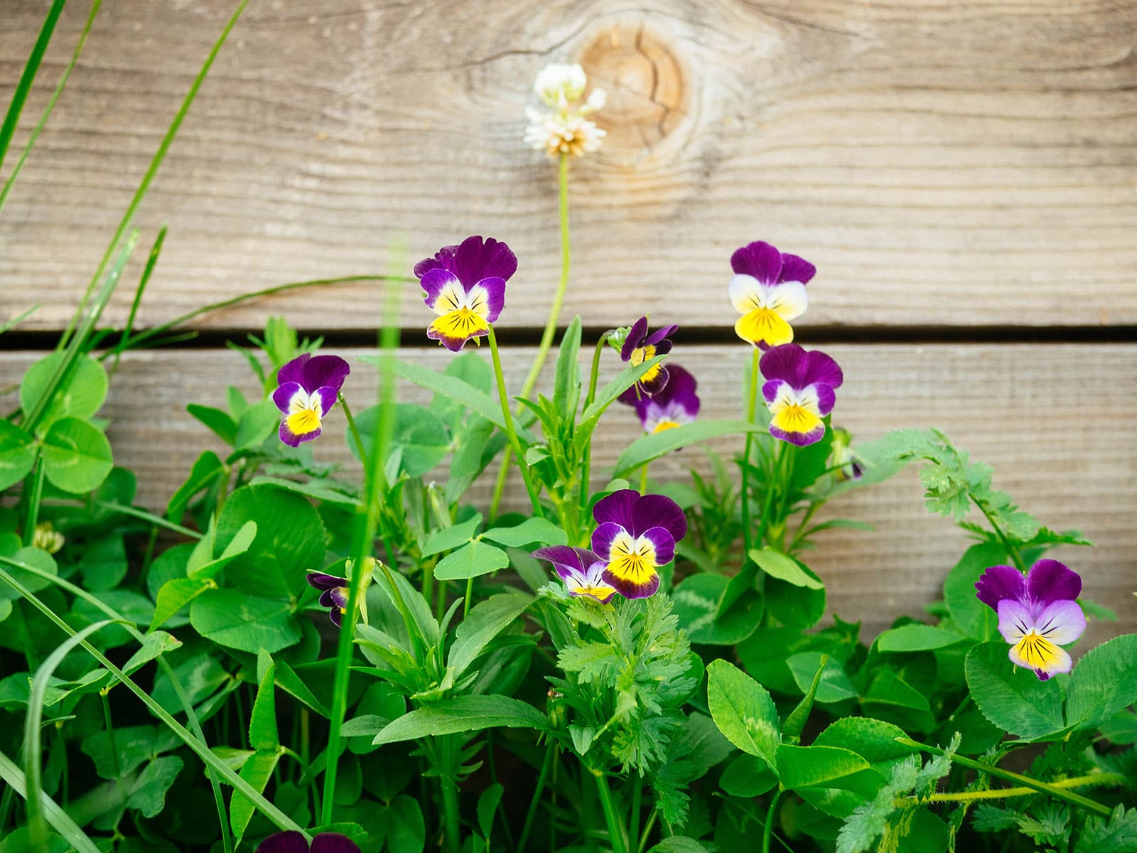 Edible Johnny-jump-up violas
