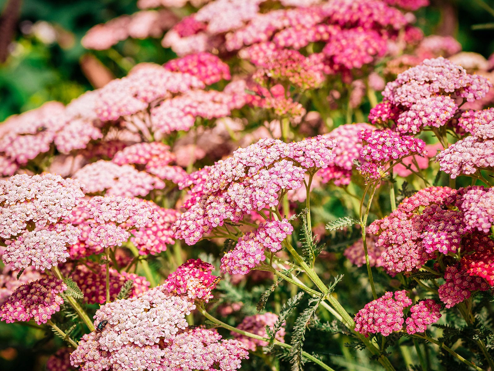 Edible pink and red yarrow flowers