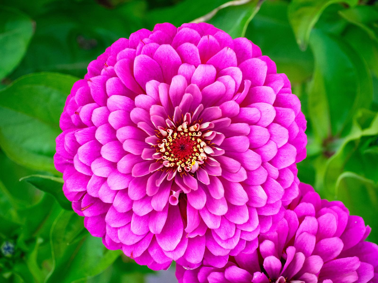 Edible pink zinnias