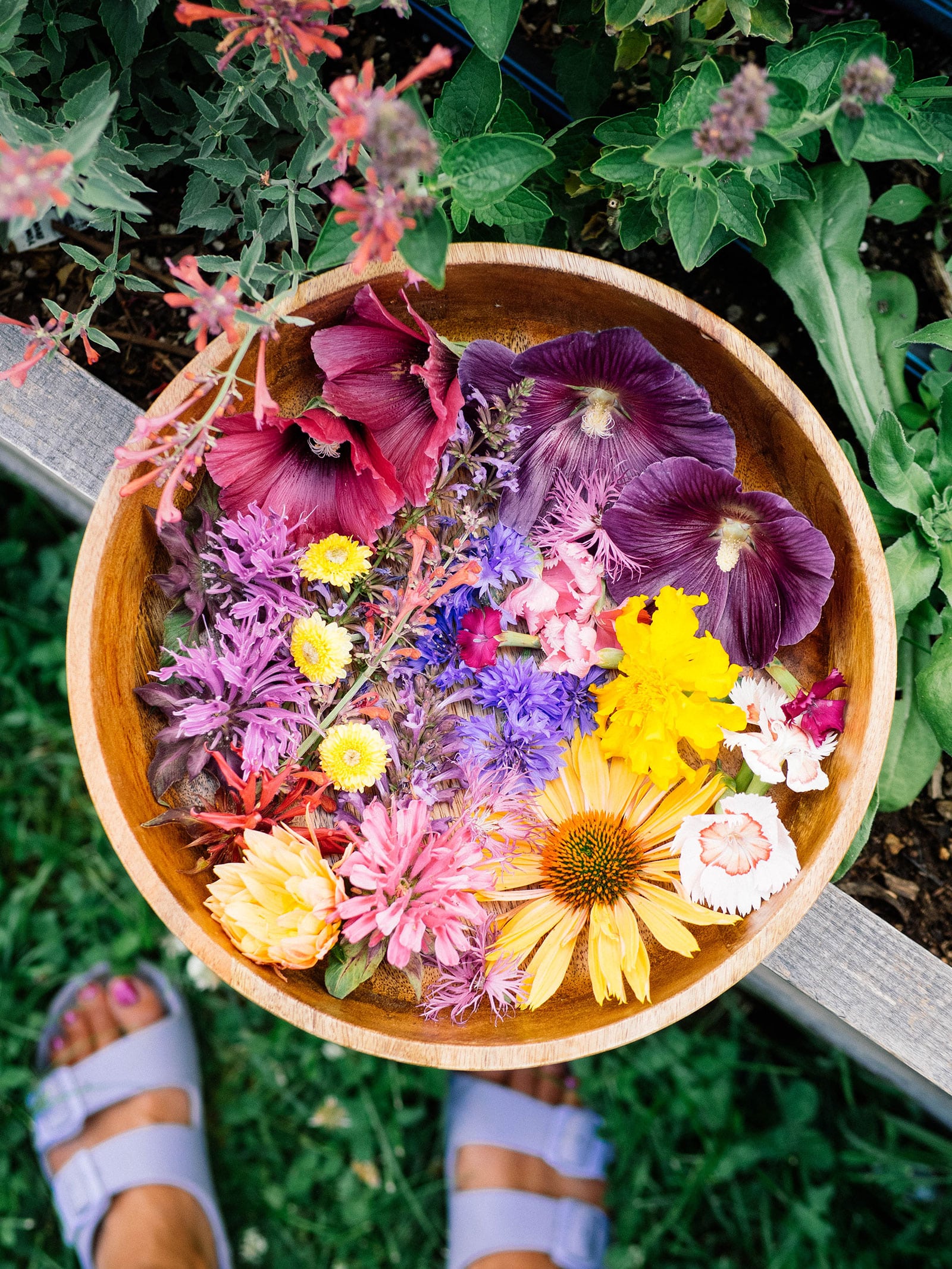 Wooden bowl filled with freshly picked edible flowers from a garden