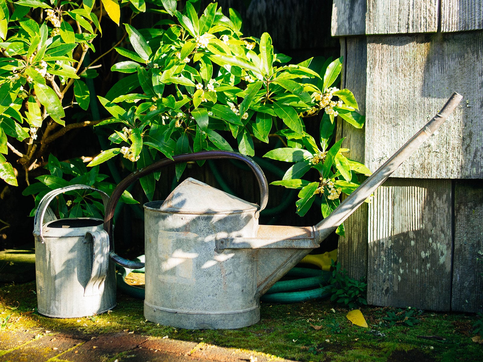 Two vintage galvanized metal watering cans sitting on mossy pavers in a garden