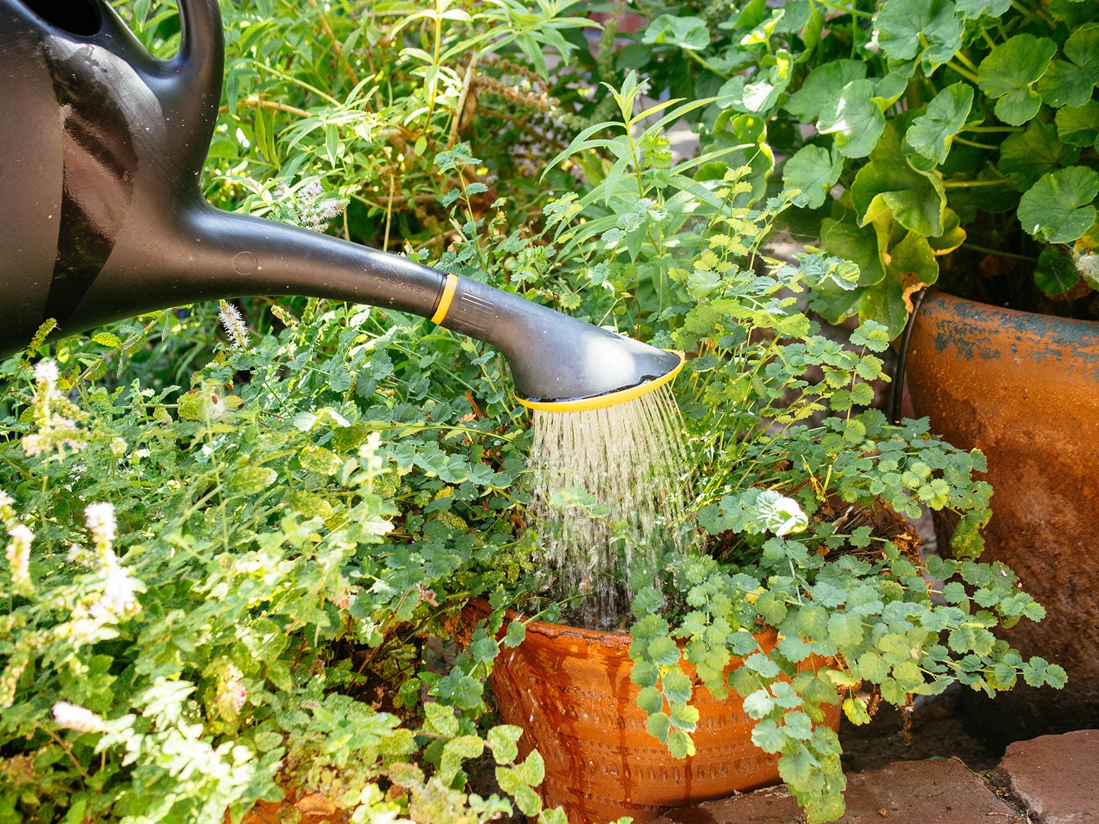Black watering can watering a terra cotta container garden full of leafy greens