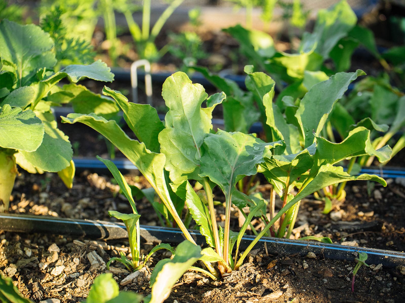 A bed of beets planted along drip irrigation tape