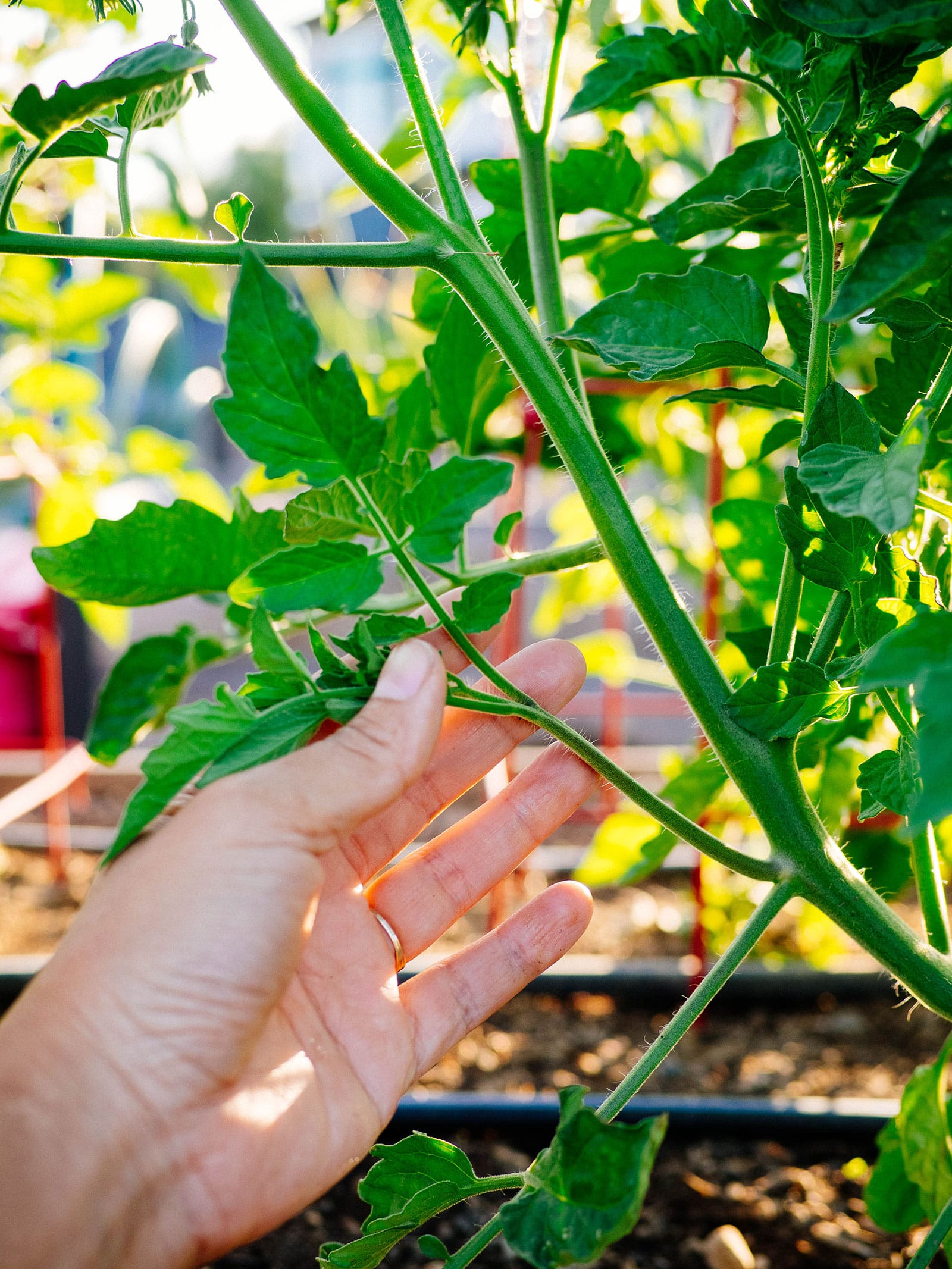 Hand holding a large tomato sucker developing into a leafy branch