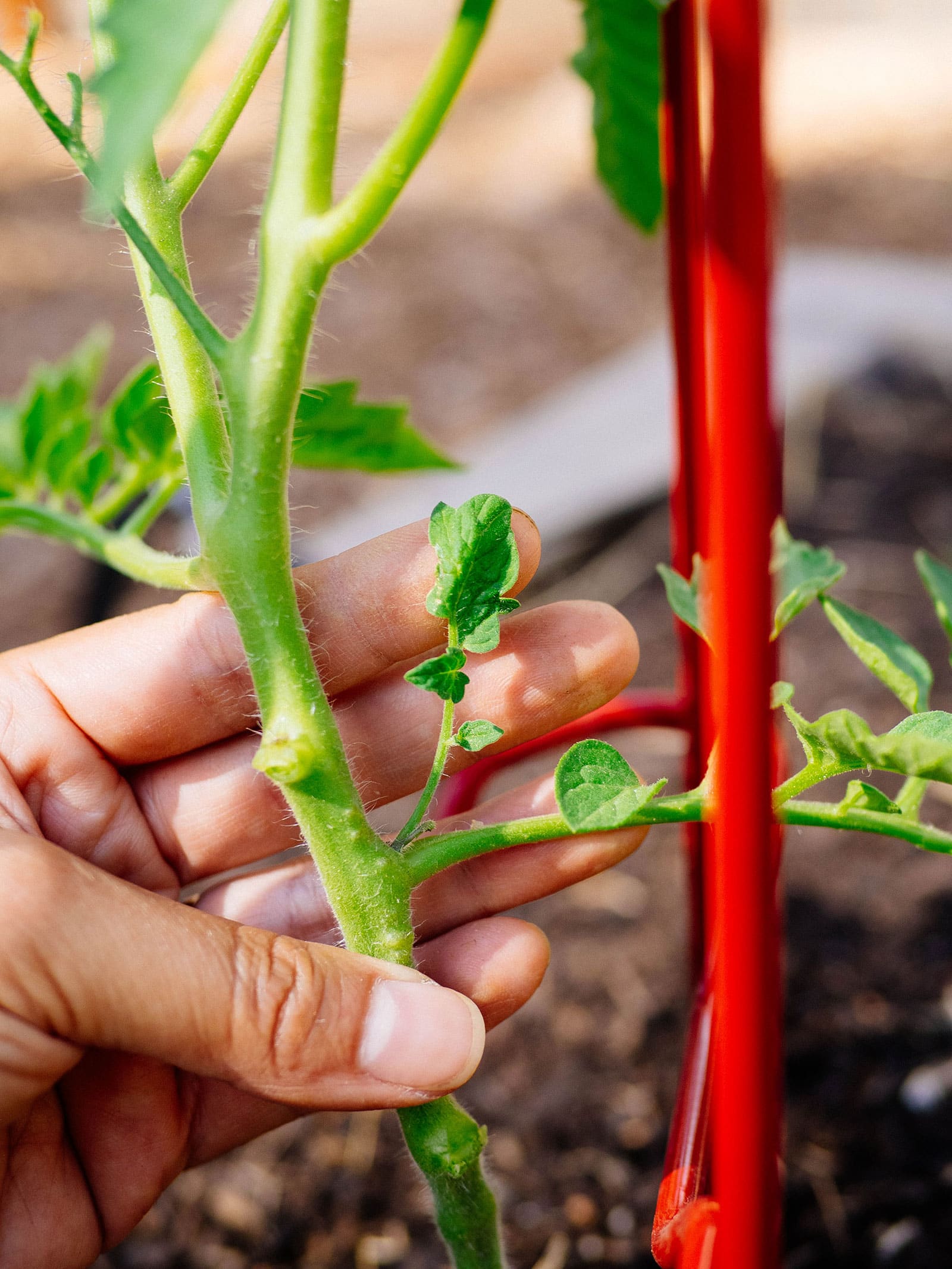 Hand holding a tomato branch with a small side shoot (sucker) growing off of it