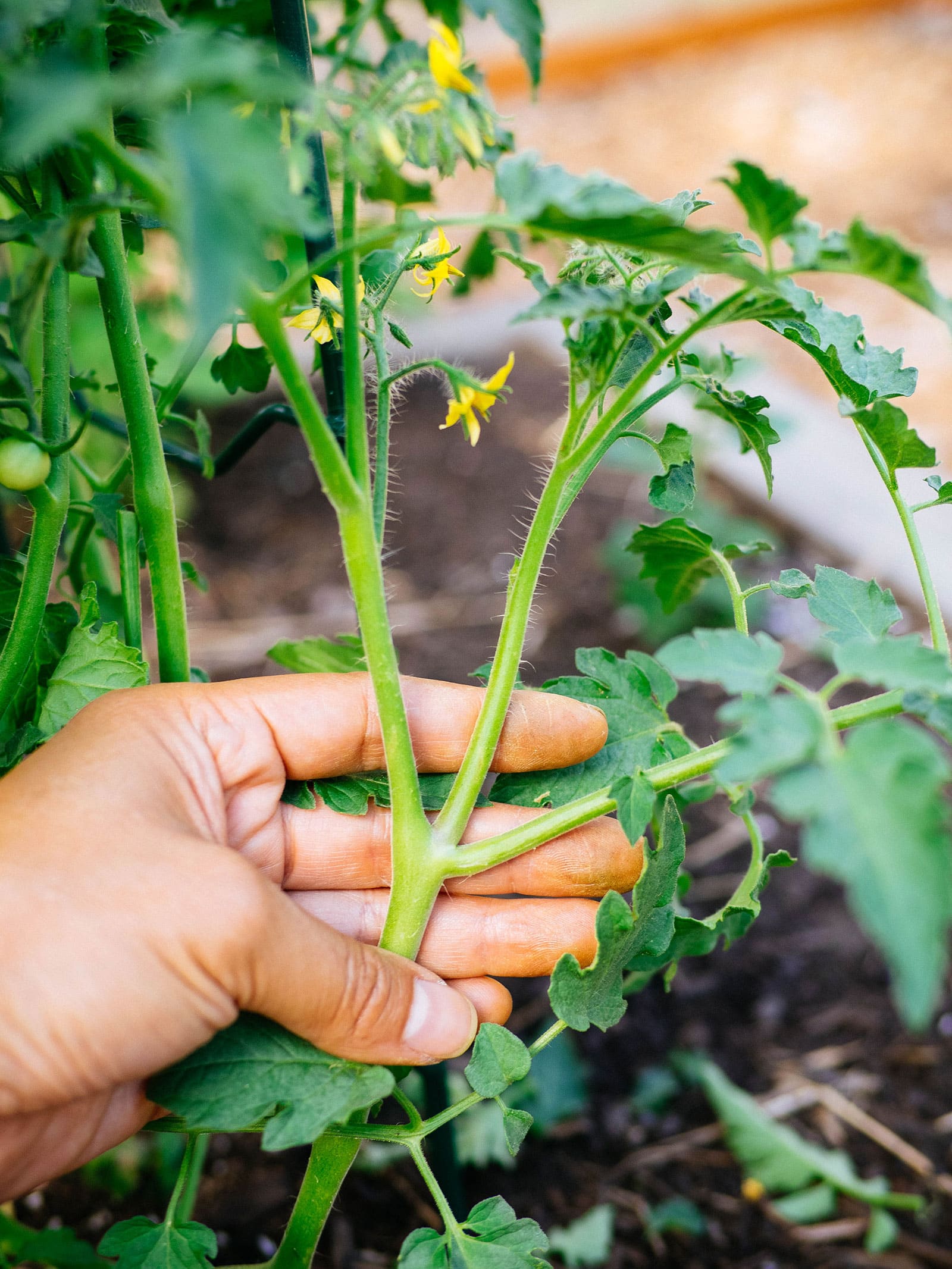 Hand holding a tomato branch with a large sucker growing off of it