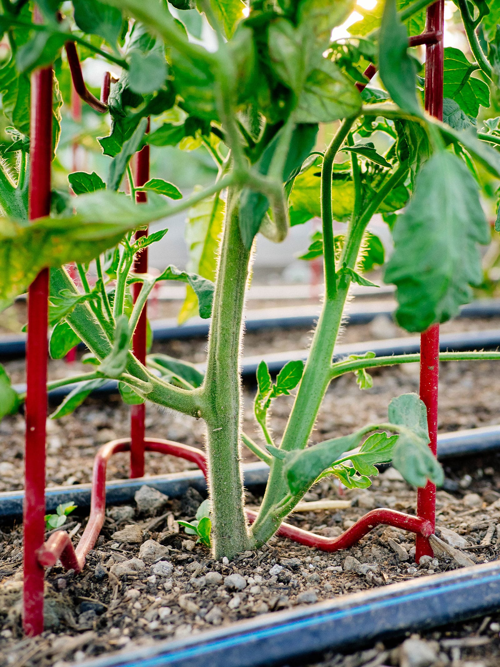 A tomato plant with two stems growing at the base