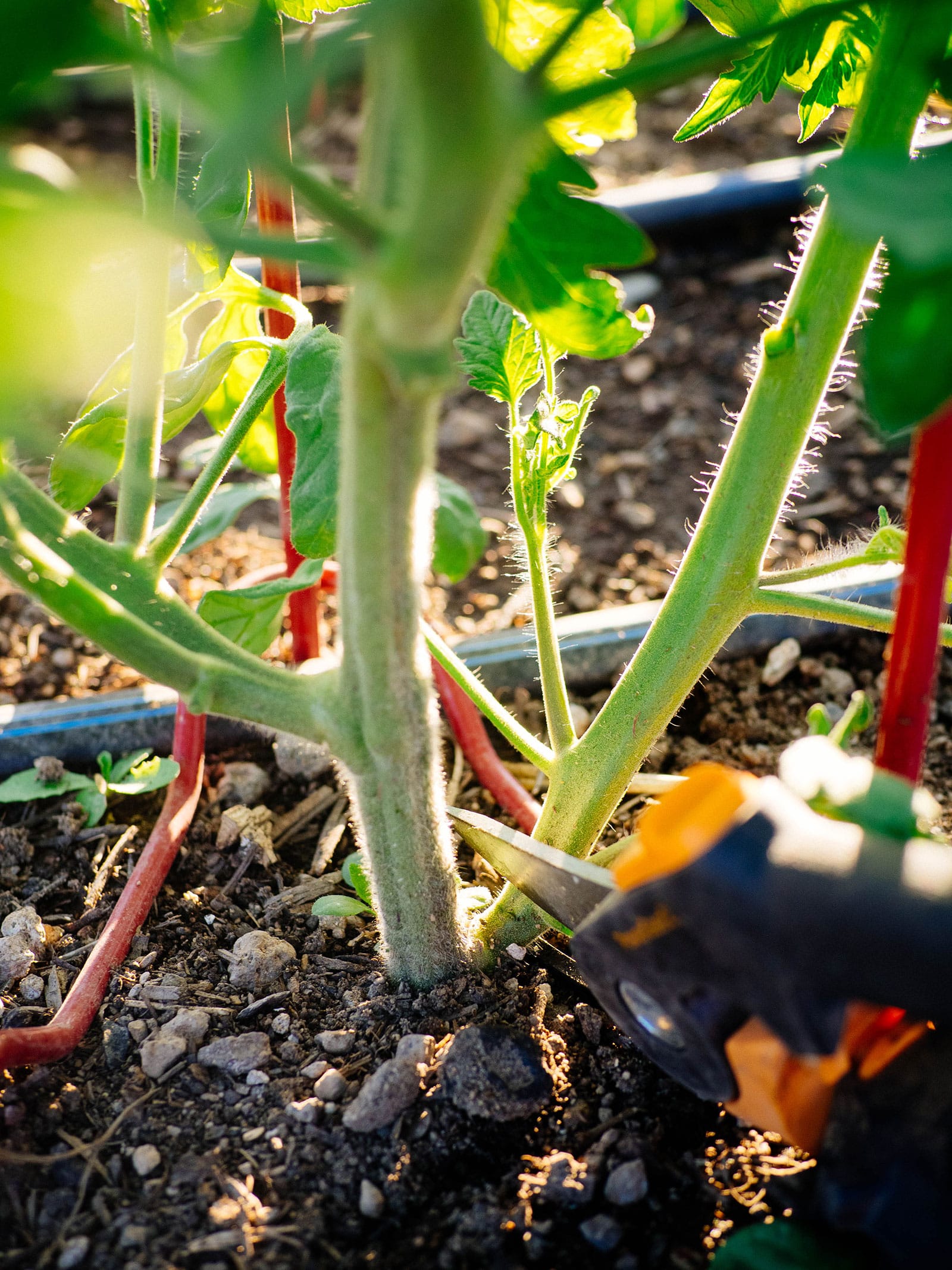 Pruners cutting off a second stem branching out at the base of a tomato plant