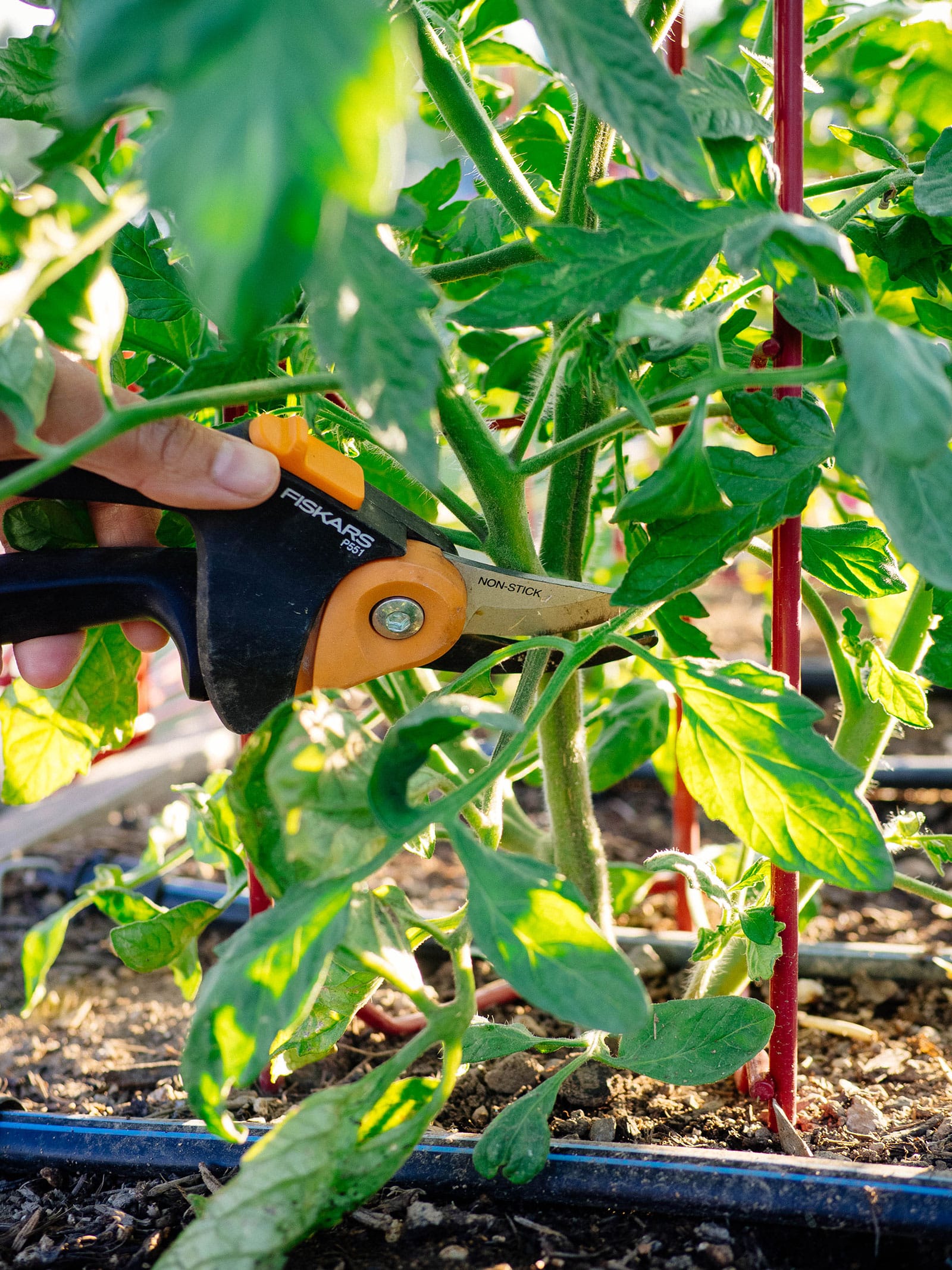 Hand holding a pair of pruners and cutting off a lower tomato branch that's touching the soil