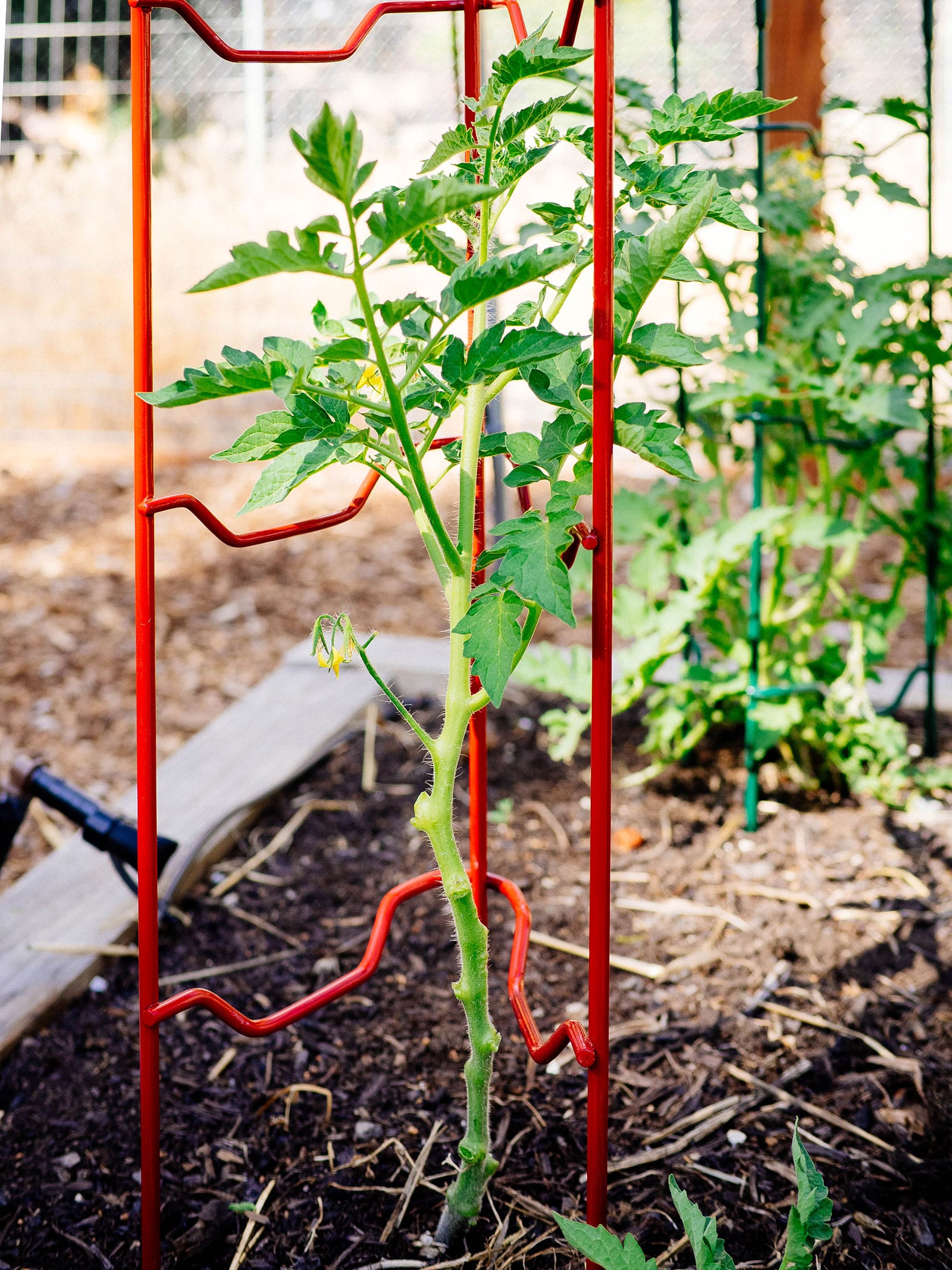A young tomato plant with all of its lower branches pruned to just below the first flower cluster