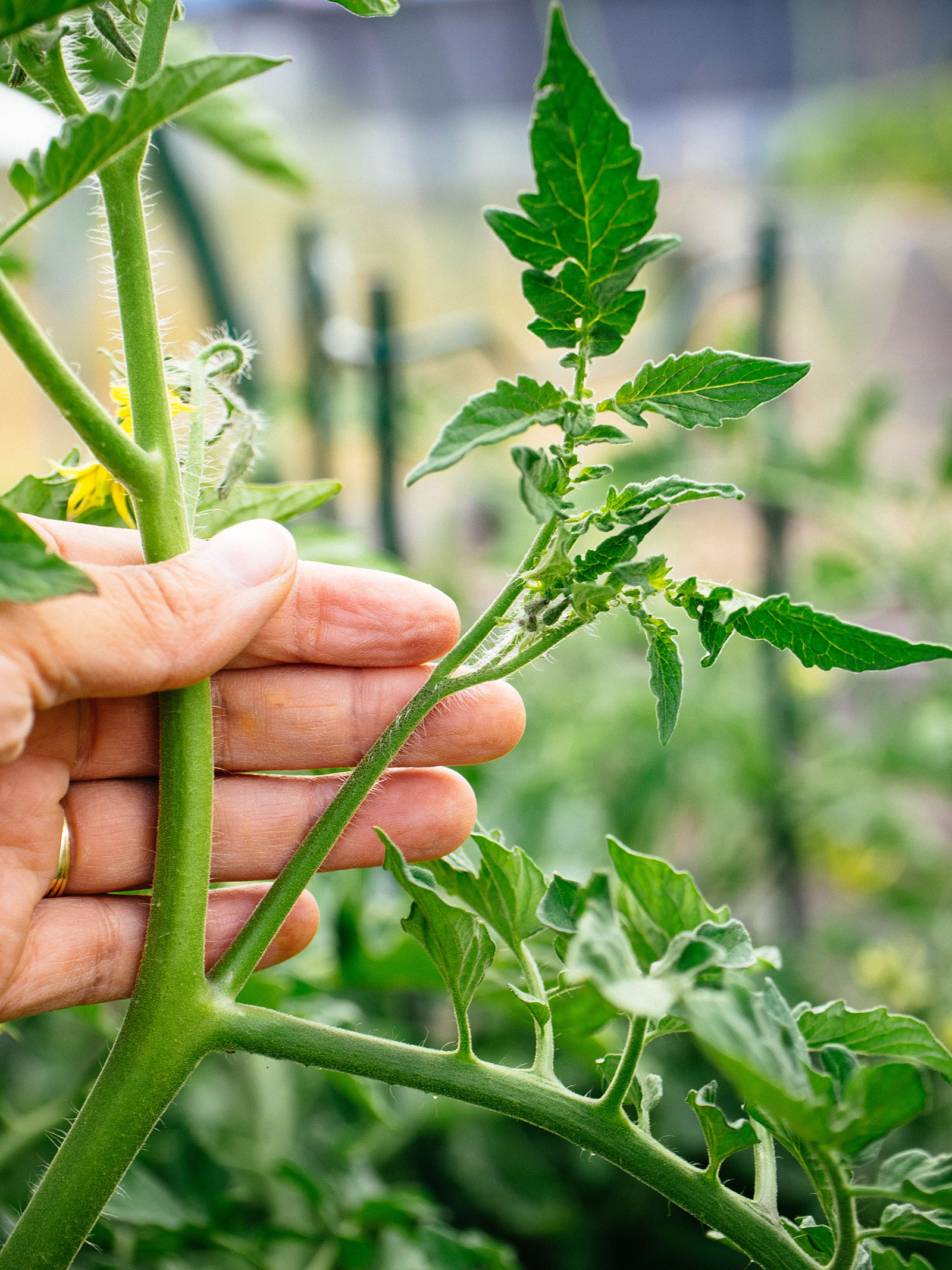 Hand holding a tomato vine with a large sucker growing in the junction of a stem and a leafy branch