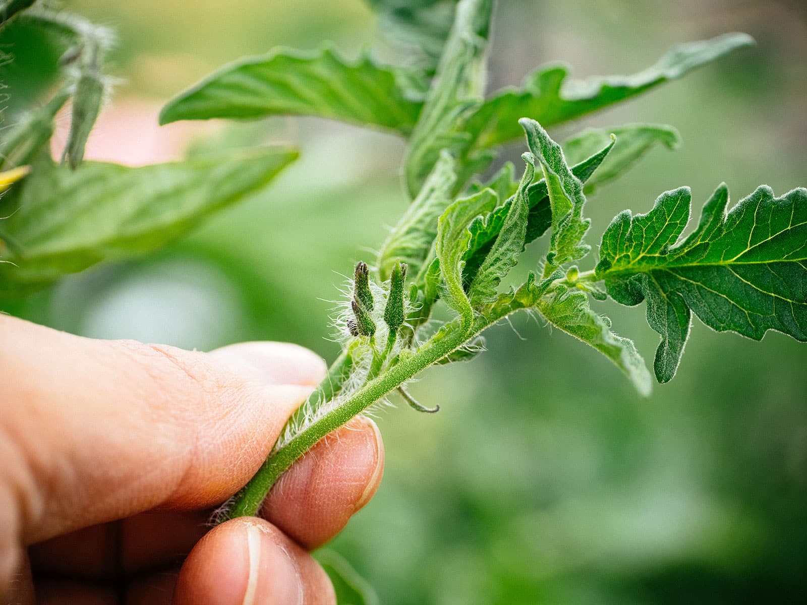 Hand holding a tomato stem with flowers developing