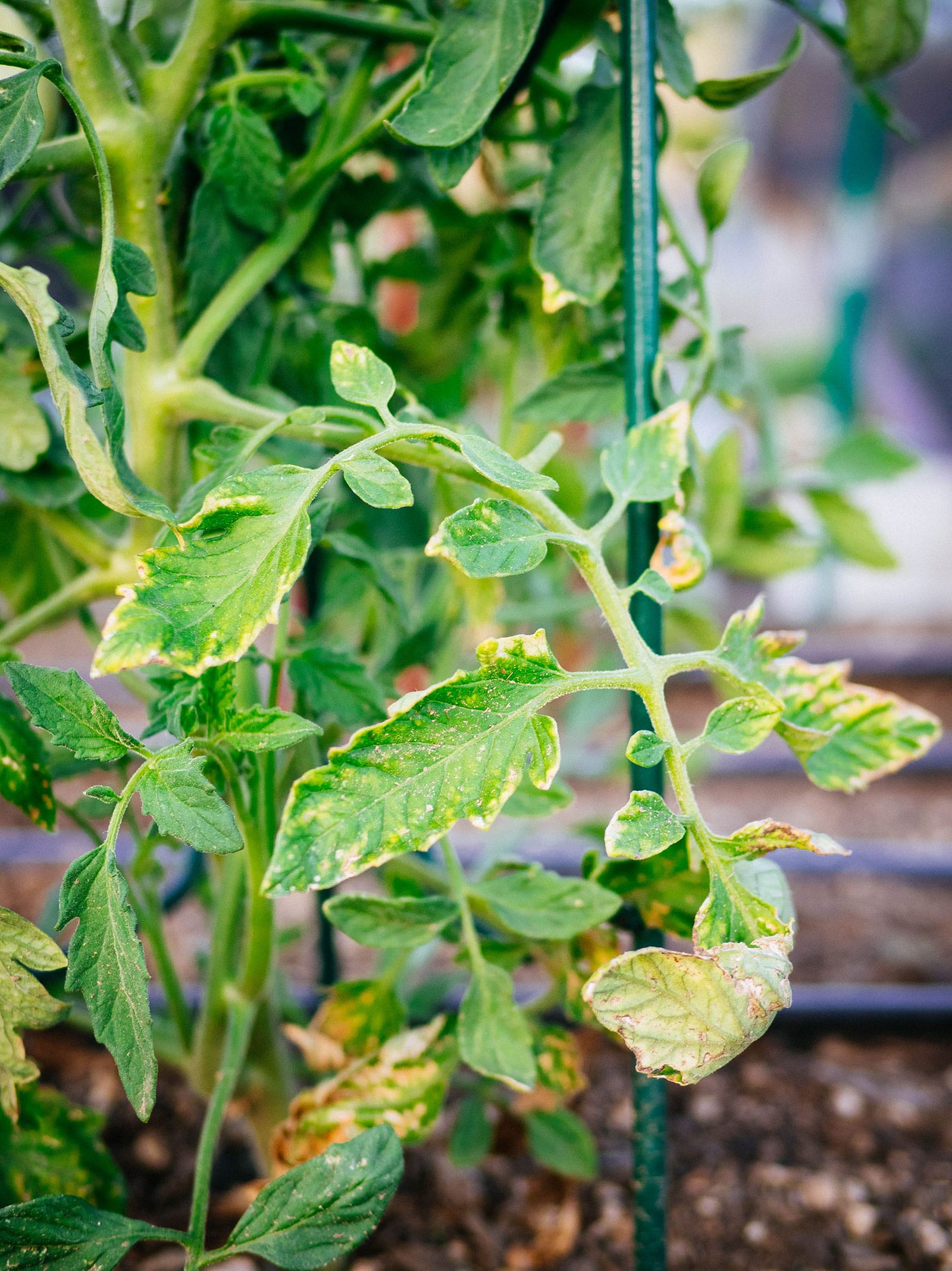 A tomato stem showing damaged and discolored leaves