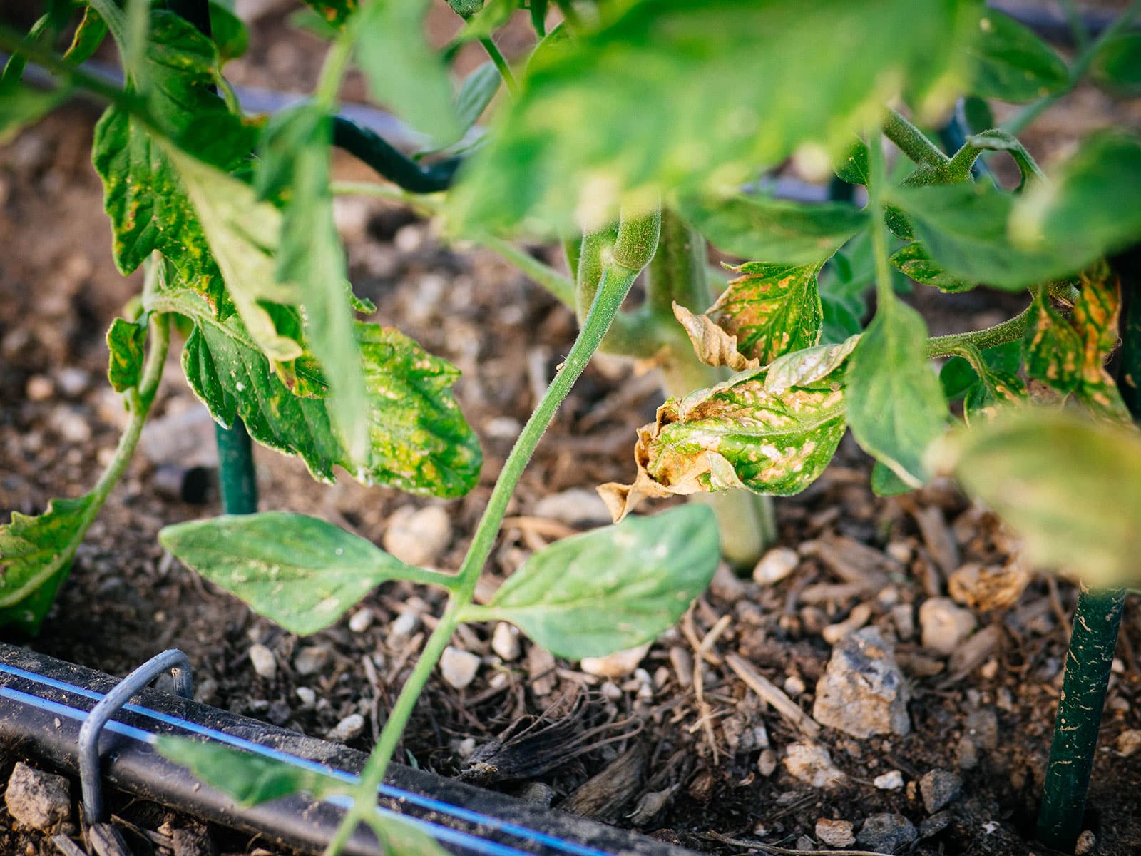 Damaged and yellowing leaves on the lower stems of a tomato plant