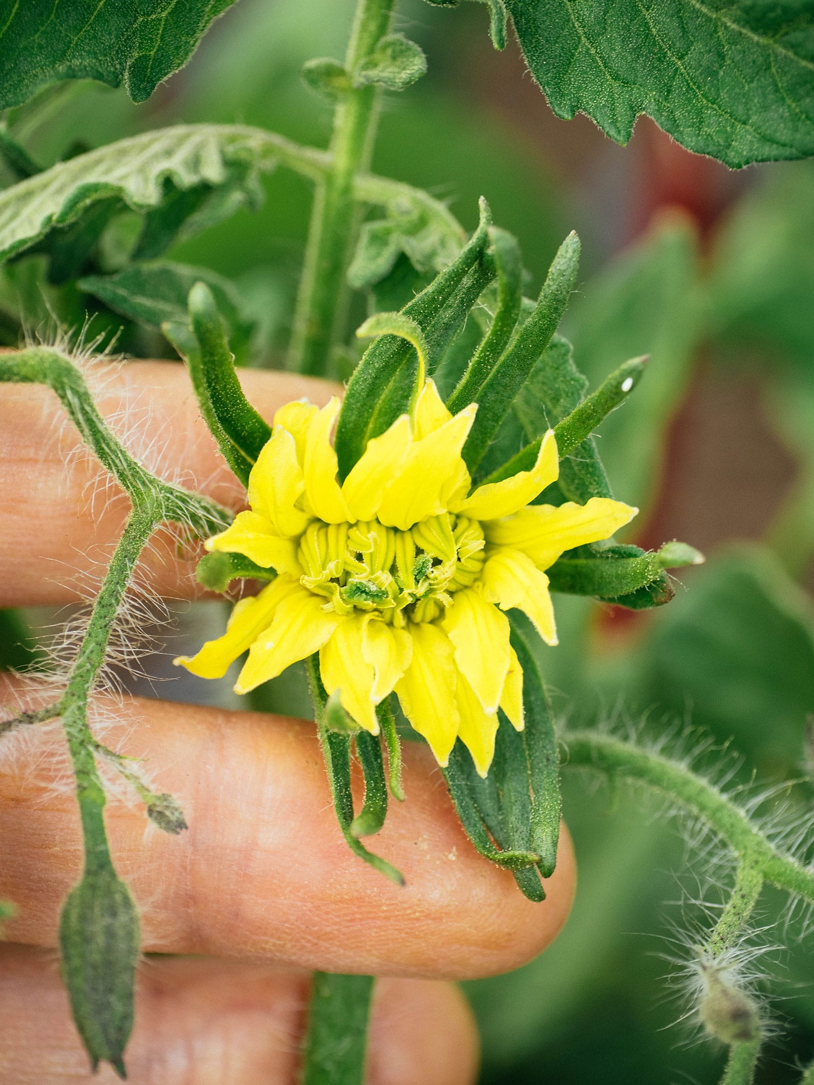 Fasciated tomato flower known as a megabloom