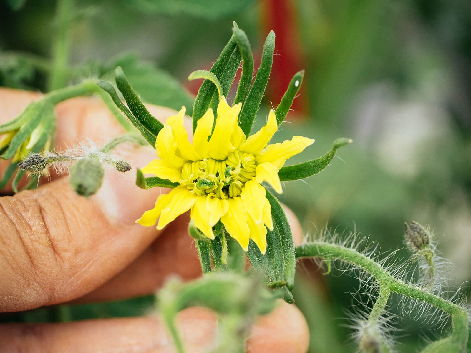 Hand holding a tomato megabloom with two pistils